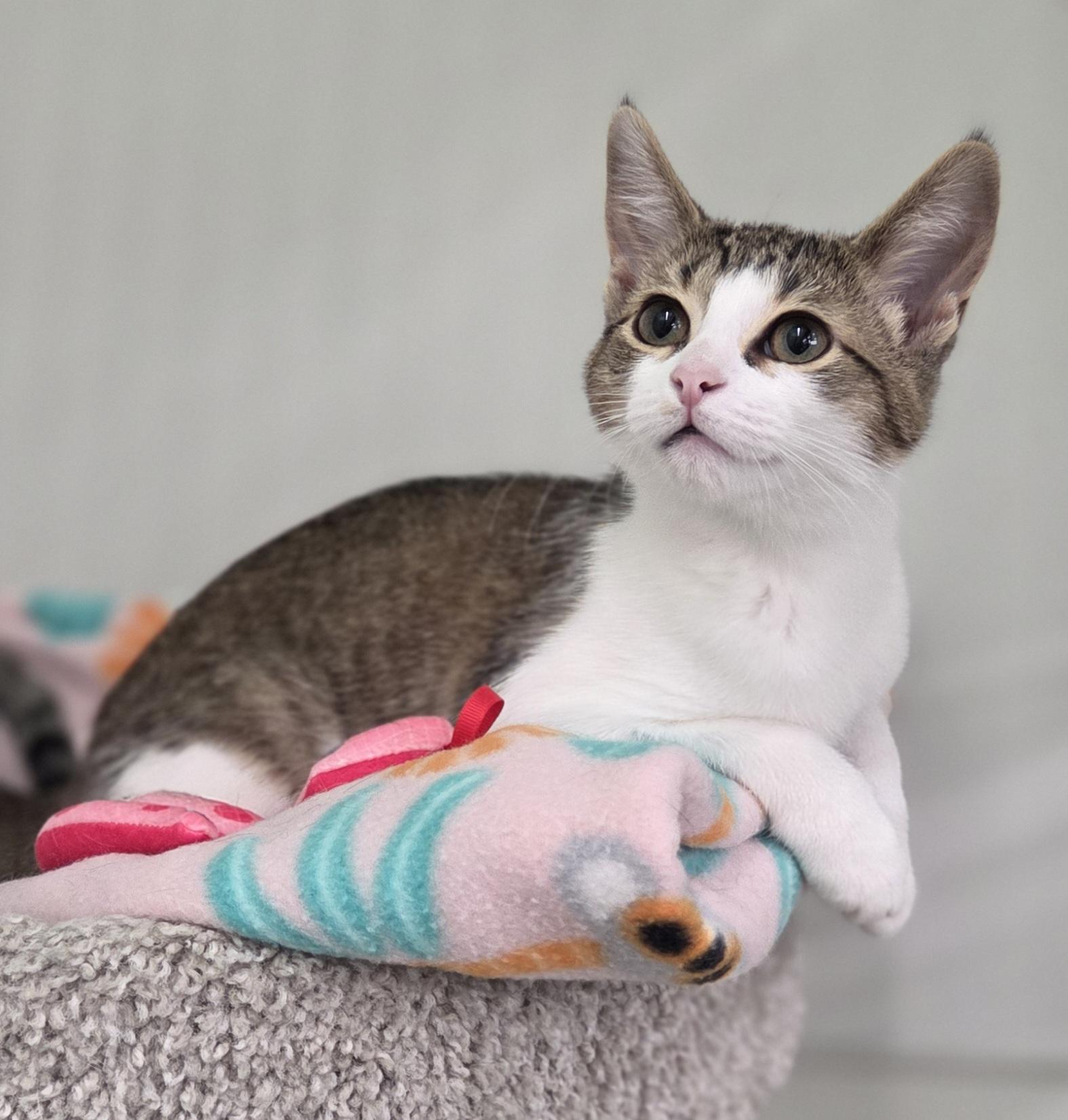 Enlarge Chassis, a ADOPTABLE Domestic Short Hair in Brighton, MI image 3/6
