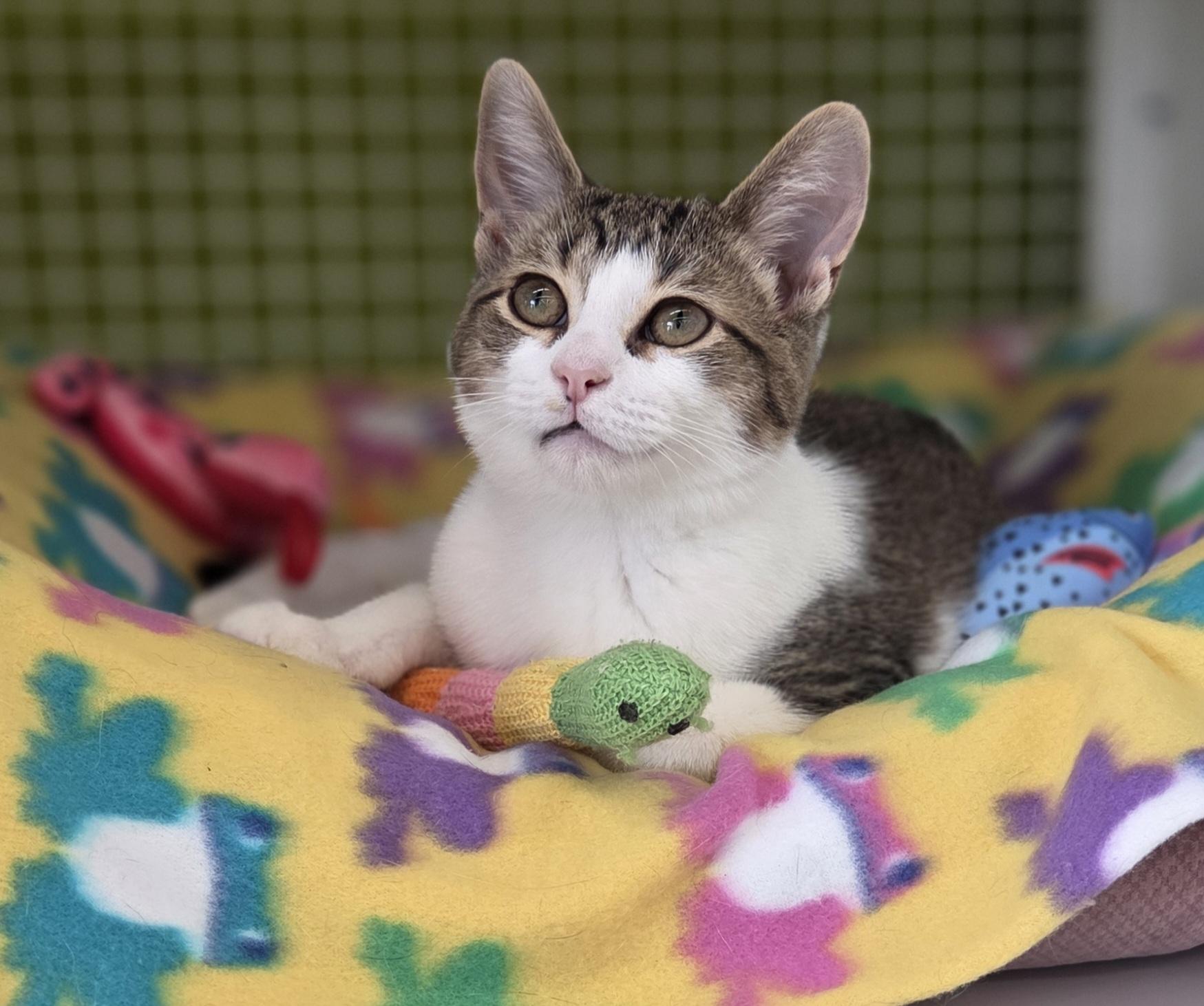 Enlarge Chassis, a ADOPTABLE Domestic Short Hair in Brighton, MI image 4/6