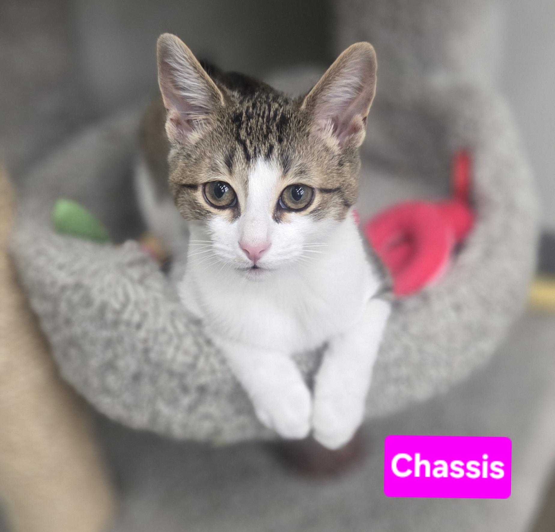 Enlarge Chassis, a ADOPTABLE Domestic Short Hair in Brighton, MI image 5/6