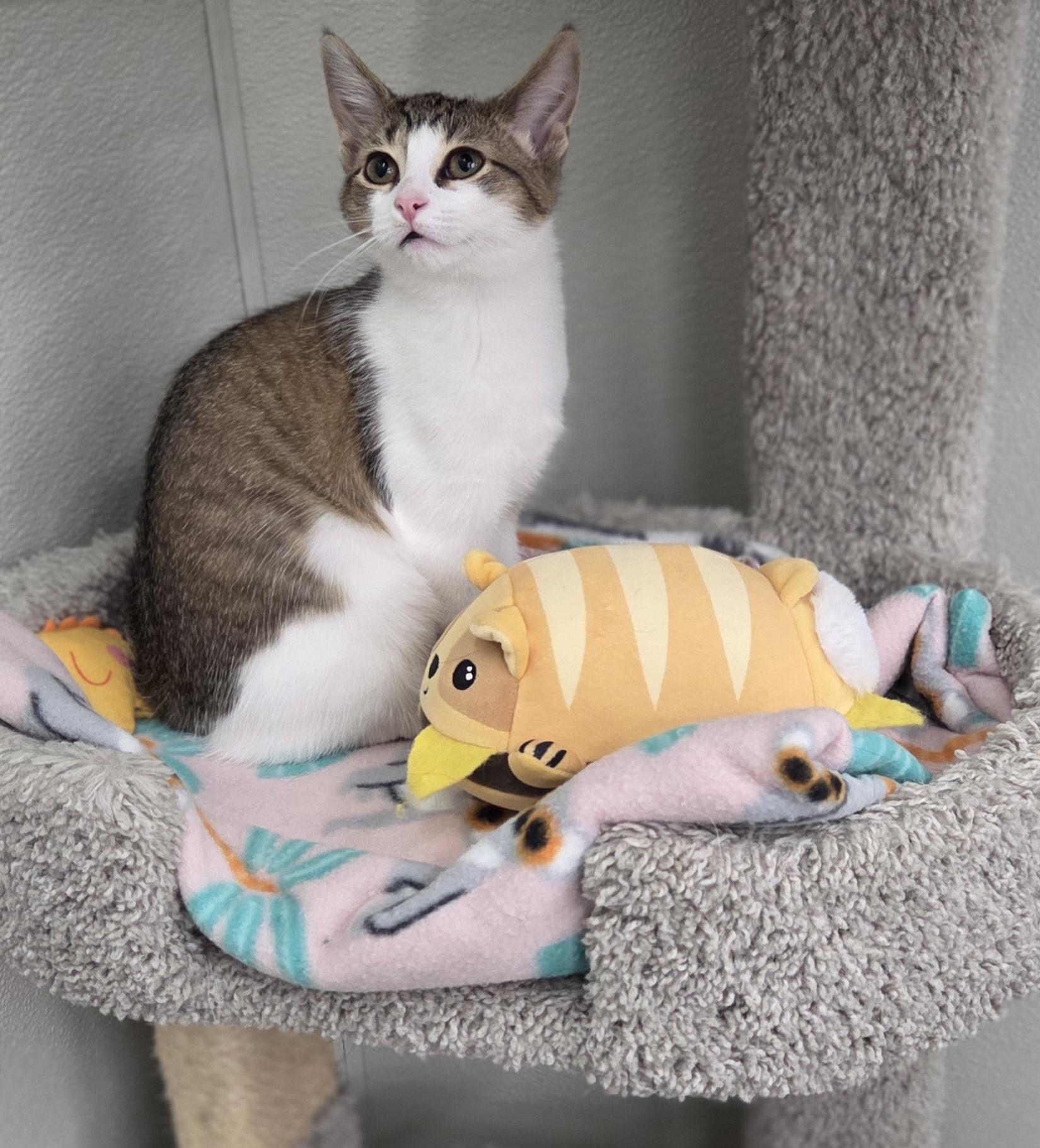 Enlarge Chassis, a ADOPTABLE Domestic Short Hair in Brighton, MI image 1/6