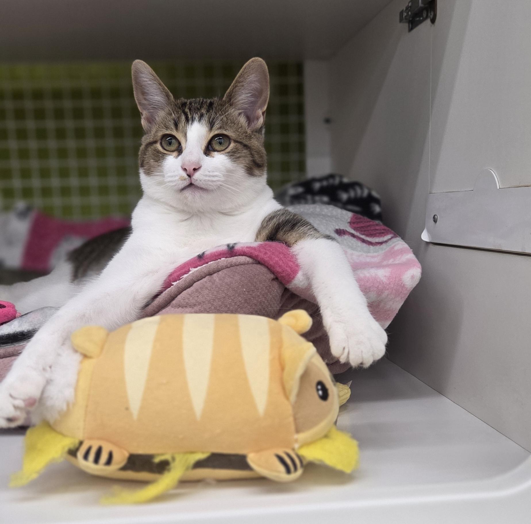Enlarge Chassis, a Adopted Domestic Short Hair in Brighton, MI image 5/5
