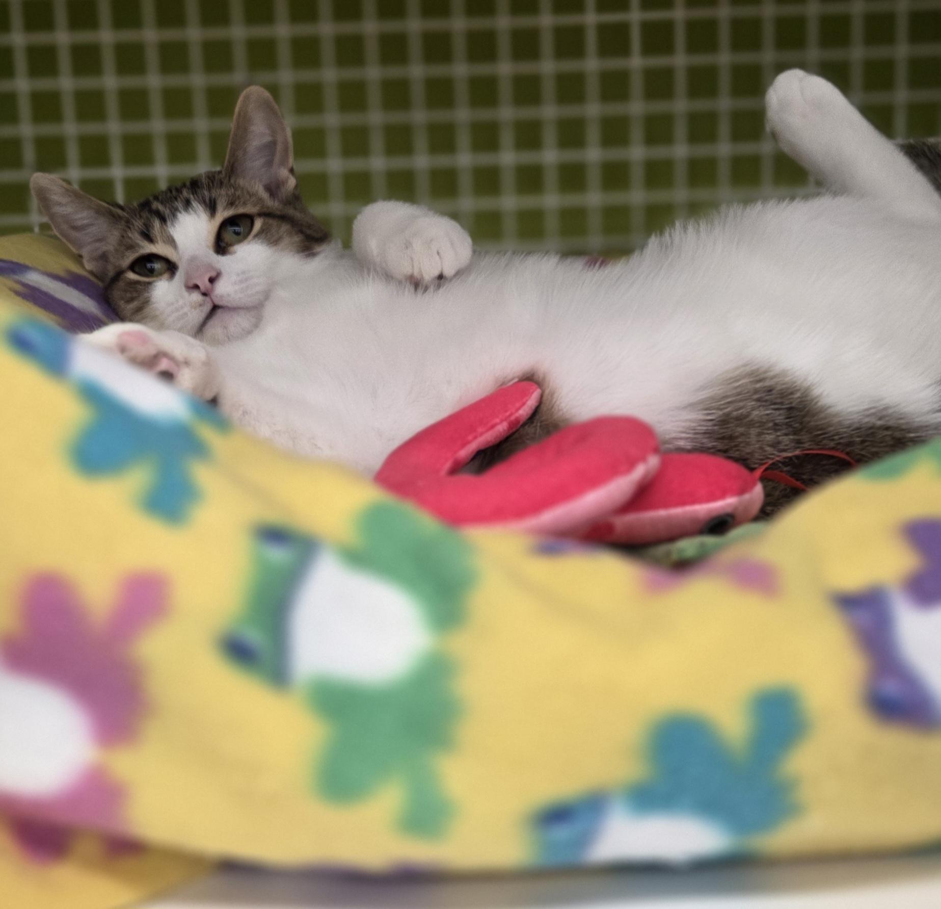Enlarge Chassis, a Adopted Domestic Short Hair in Brighton, MI image 4/5