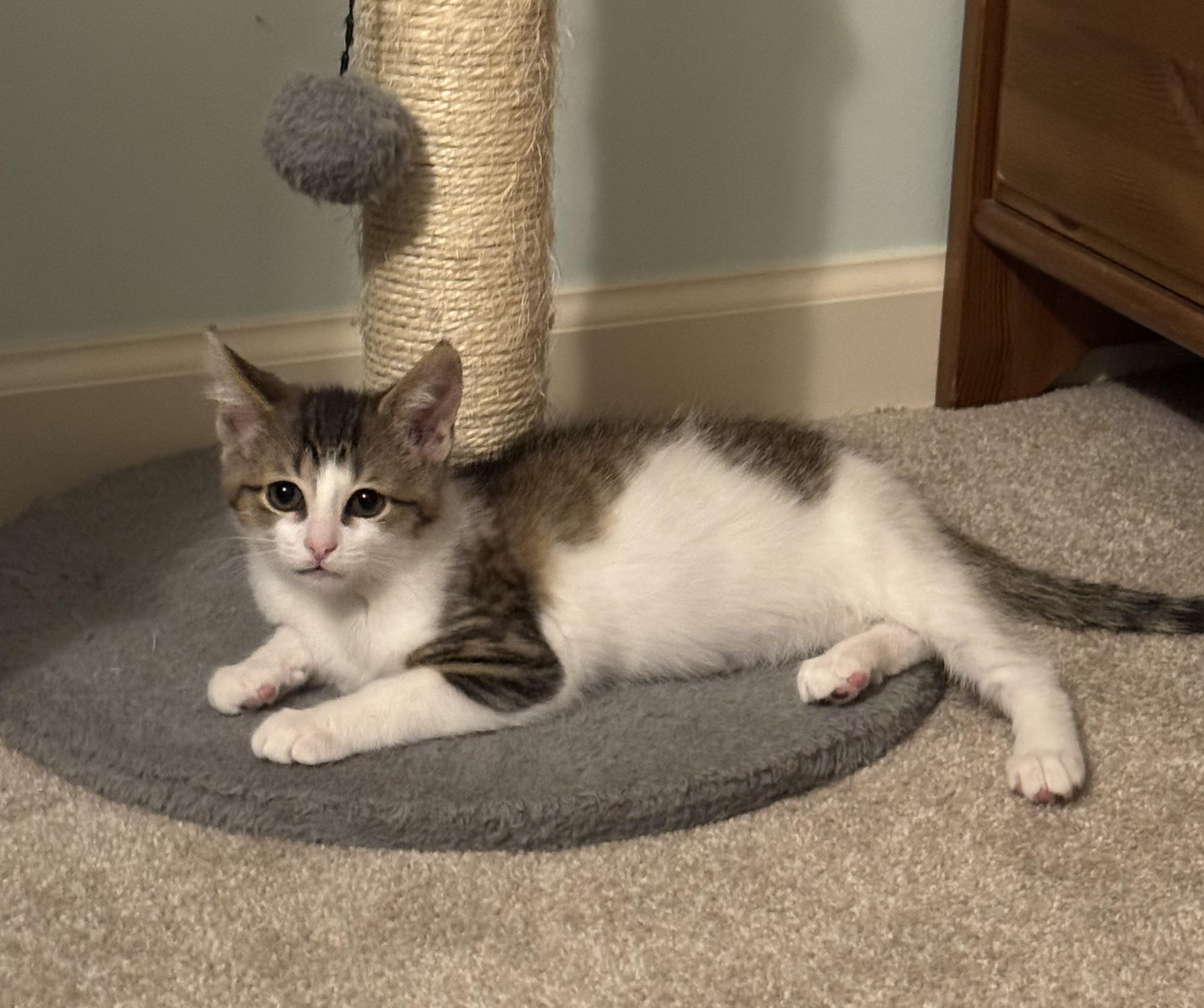 Chassis (siblings are Spark Plug & Lug Nut), a ADOPTABLE Domestic Short Hair in Brighton, MI image 2/3