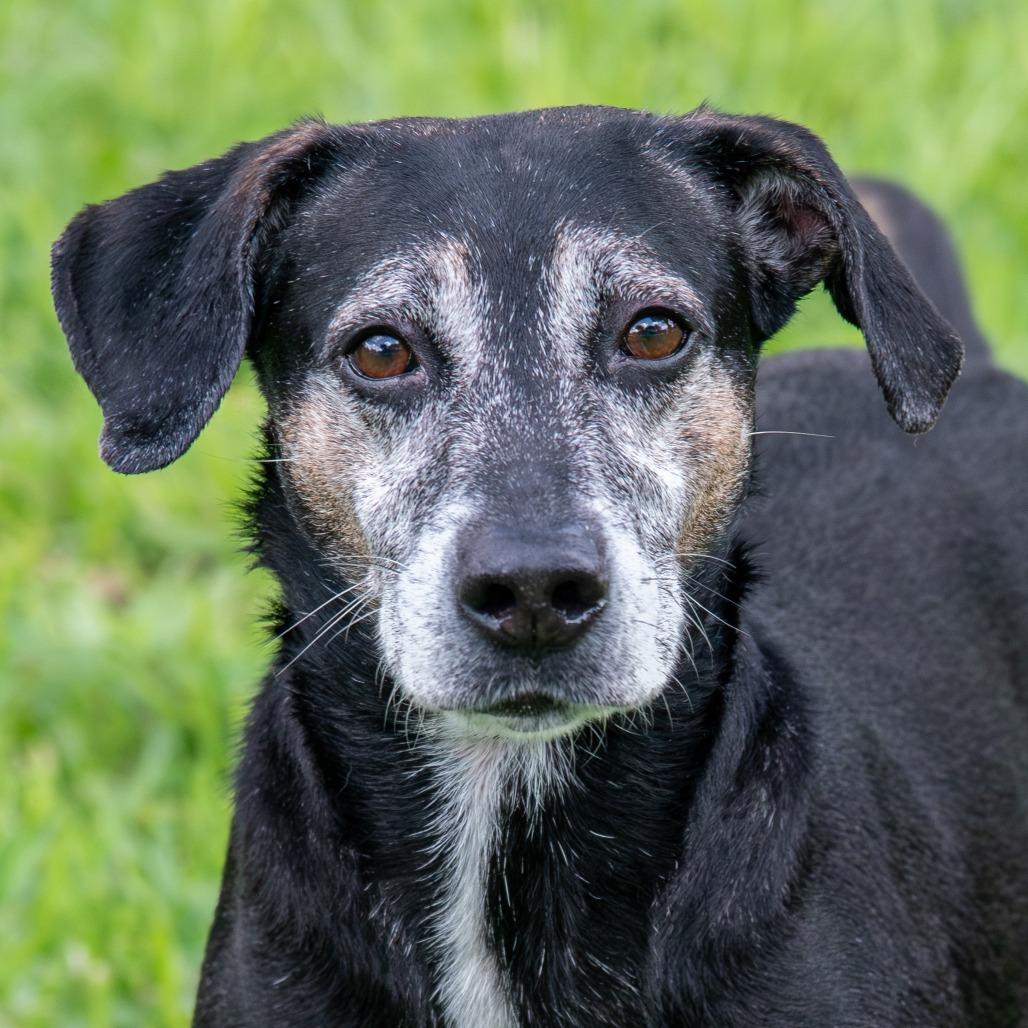 Trevor, Adoptable, Senior Male Hound & Mixed Breed.