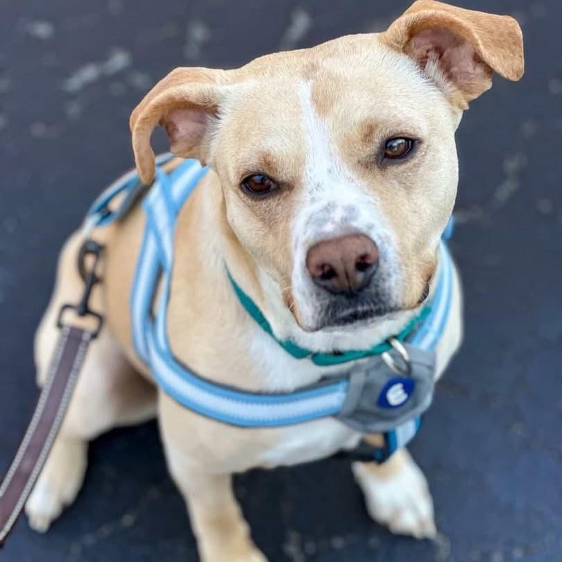 Katie, a ADOPTABLE mixed breed in Salem, NH image 1/4