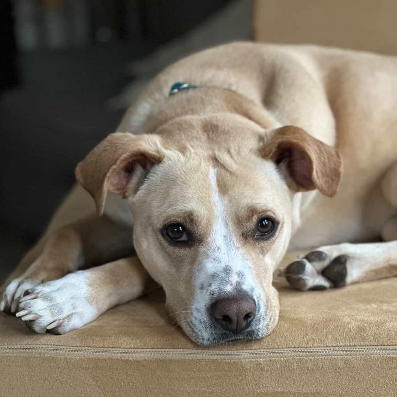 Katie, a ADOPTABLE mixed breed in Salem, NH image 4/4