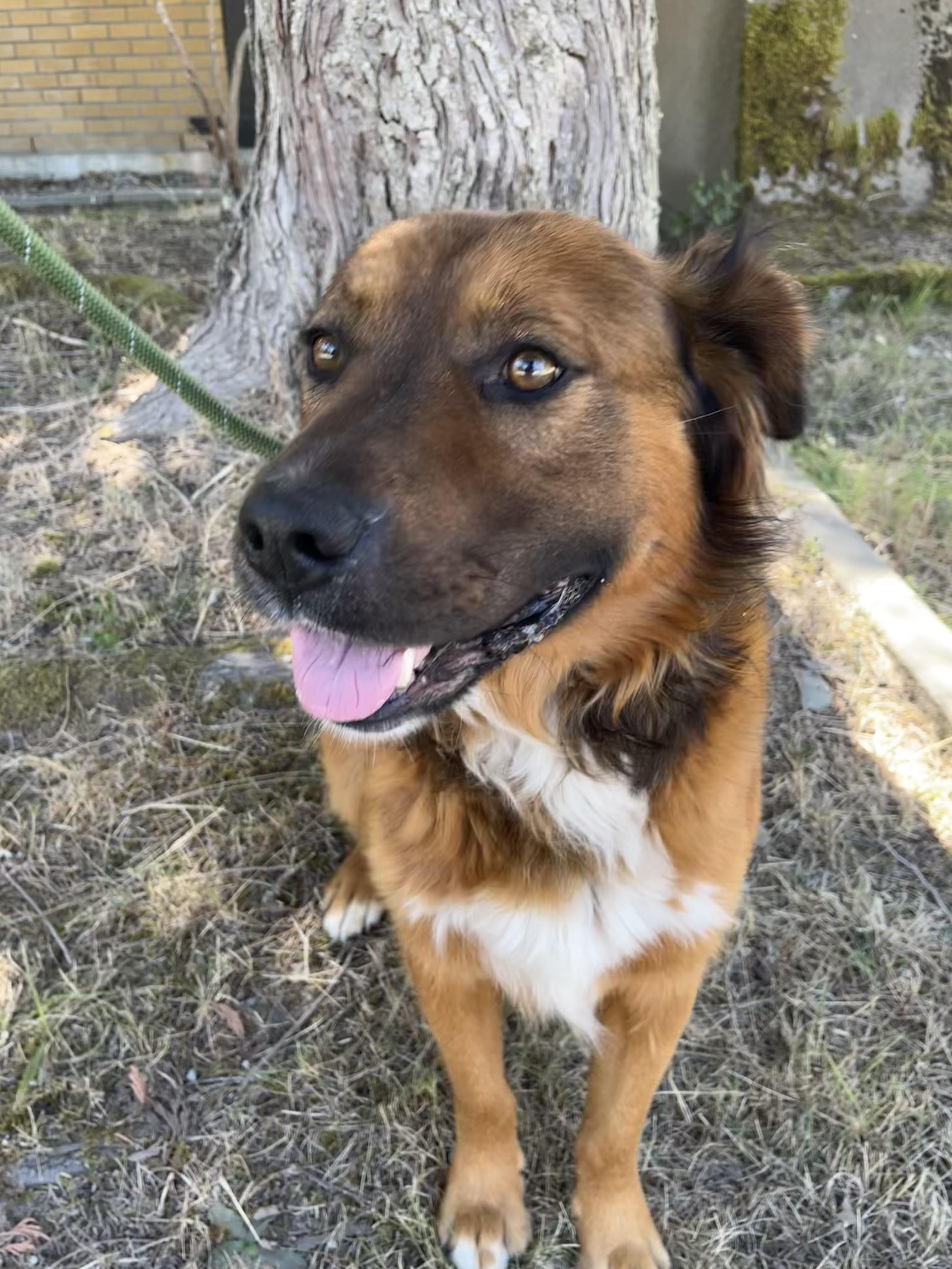 Enlarge Red, a ADOPTABLE mixed breed in Snoqualmie, WA image 3/4