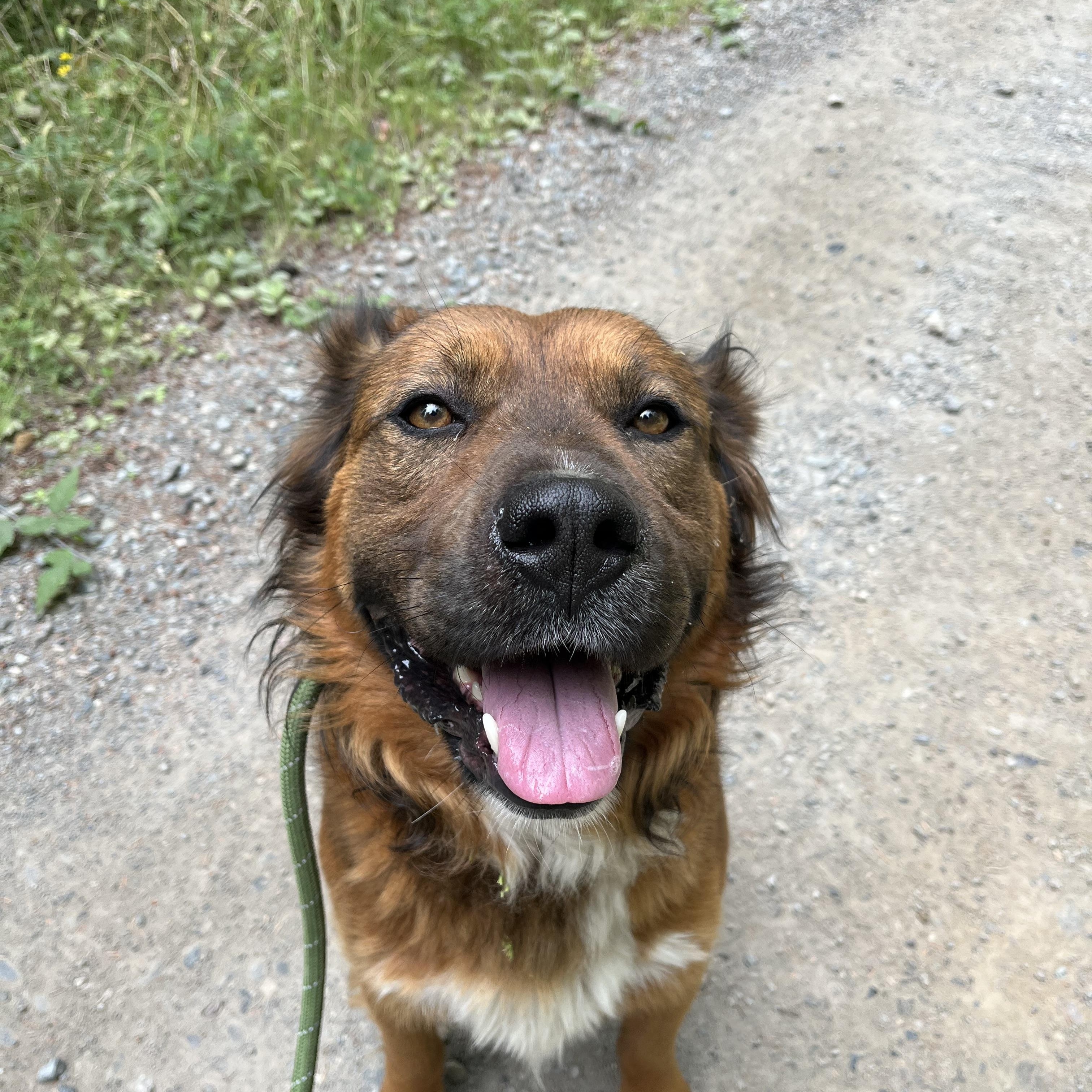 Red, ADOPTABLE, Adult Male Golden Retriever & German Shepherd Dog.