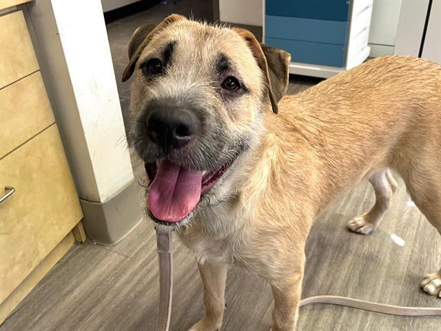 Enlarge CHARLIE BROWN, a Adoptable mixed breed in Toronto, ON image 1/1