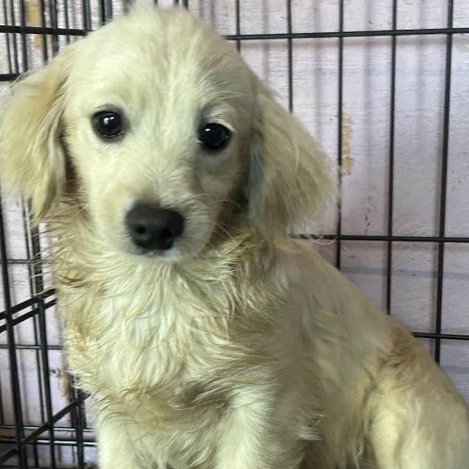 JOEY, ADOPTABLE, Young Male Dachshund (Long Haired).