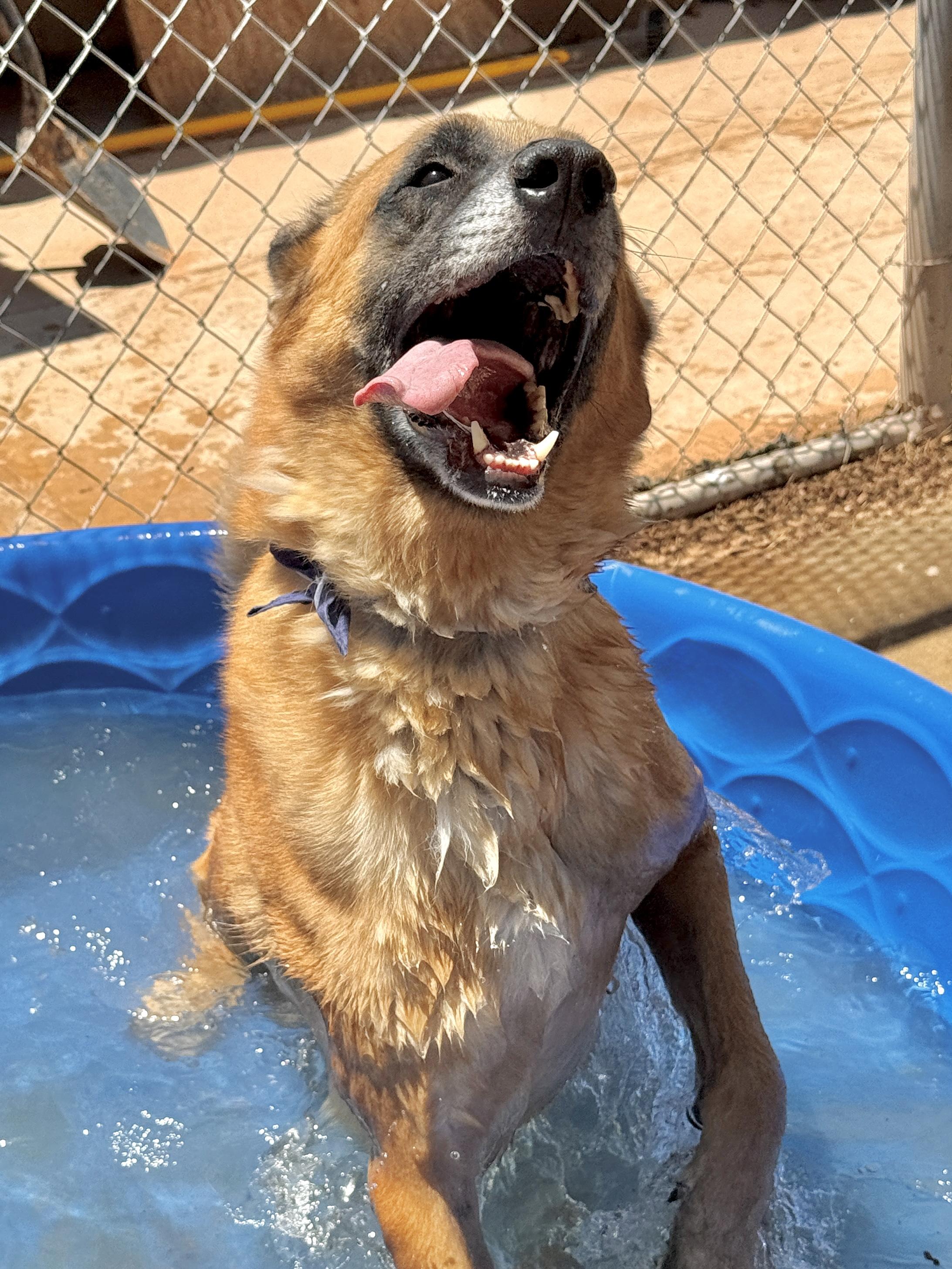 Enlarge Kona, a Adoptable mixed breed in El Paso, TX image 5/6