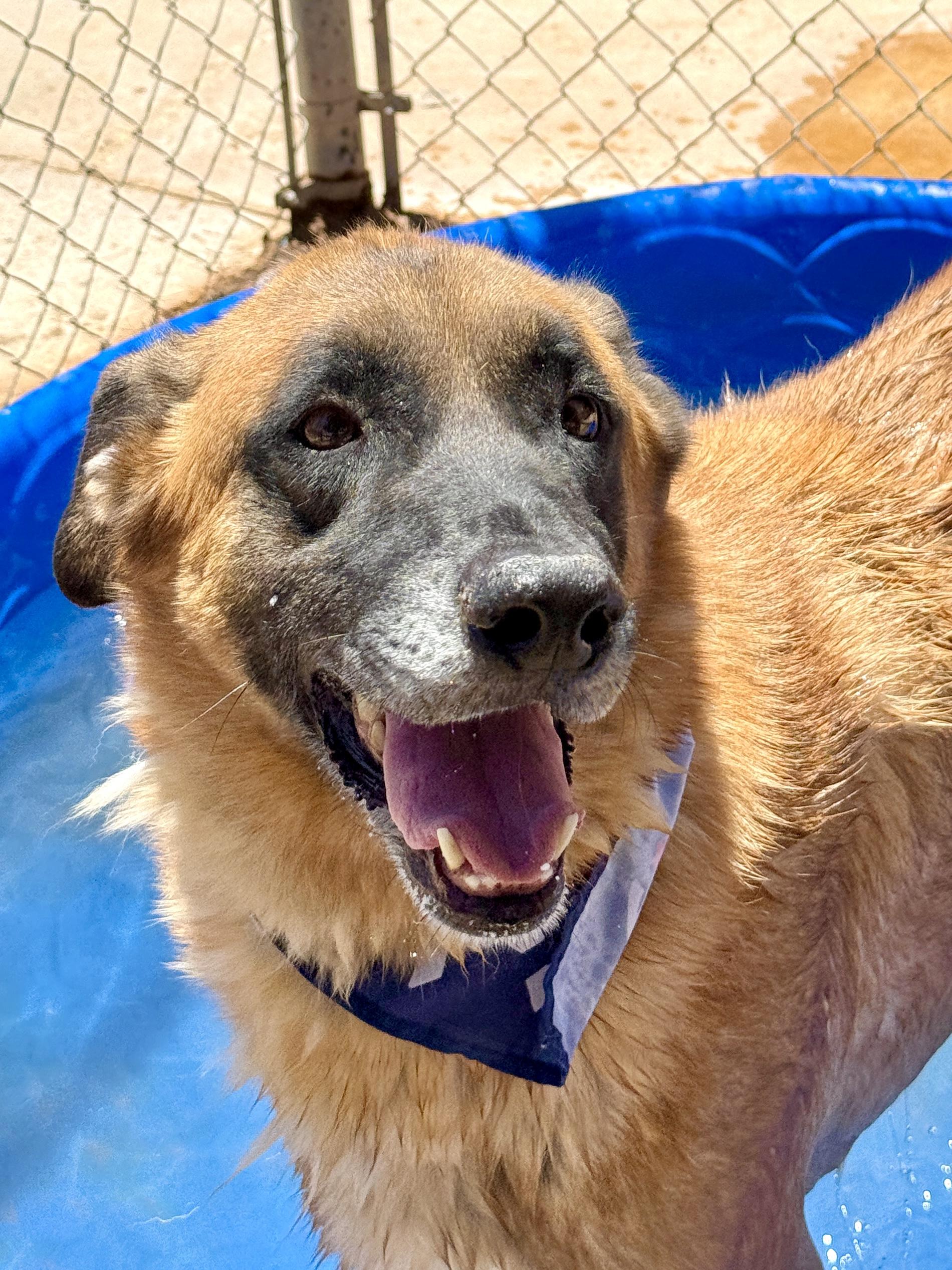 Enlarge Kona, a Adoptable mixed breed in El Paso, TX image 1/6