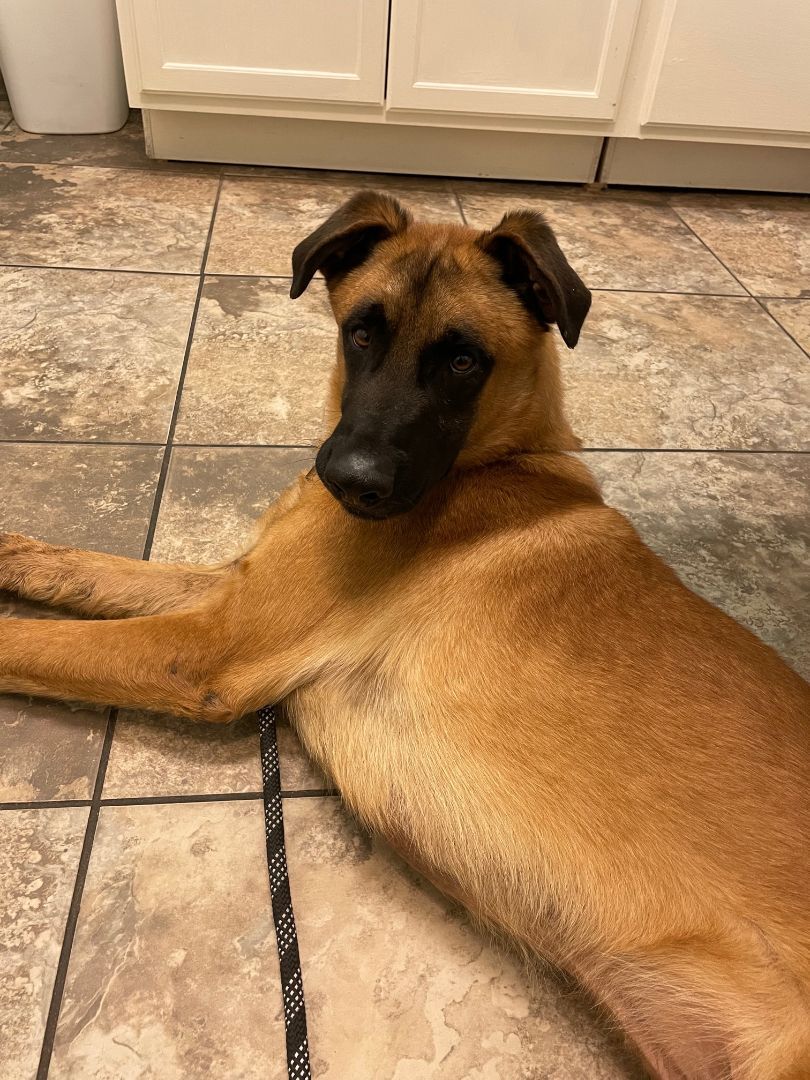 Enlarge Kona, a Adoptable mixed breed in El Paso, TX image 1/11