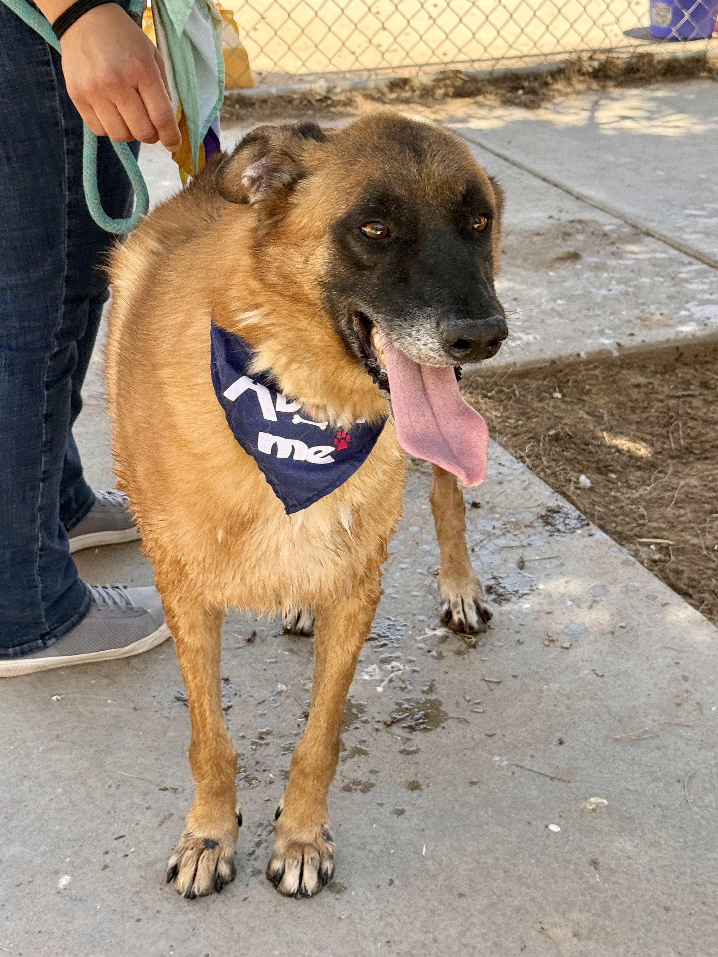 Enlarge Kona, a Adoptable mixed breed in El Paso, TX image 4/6