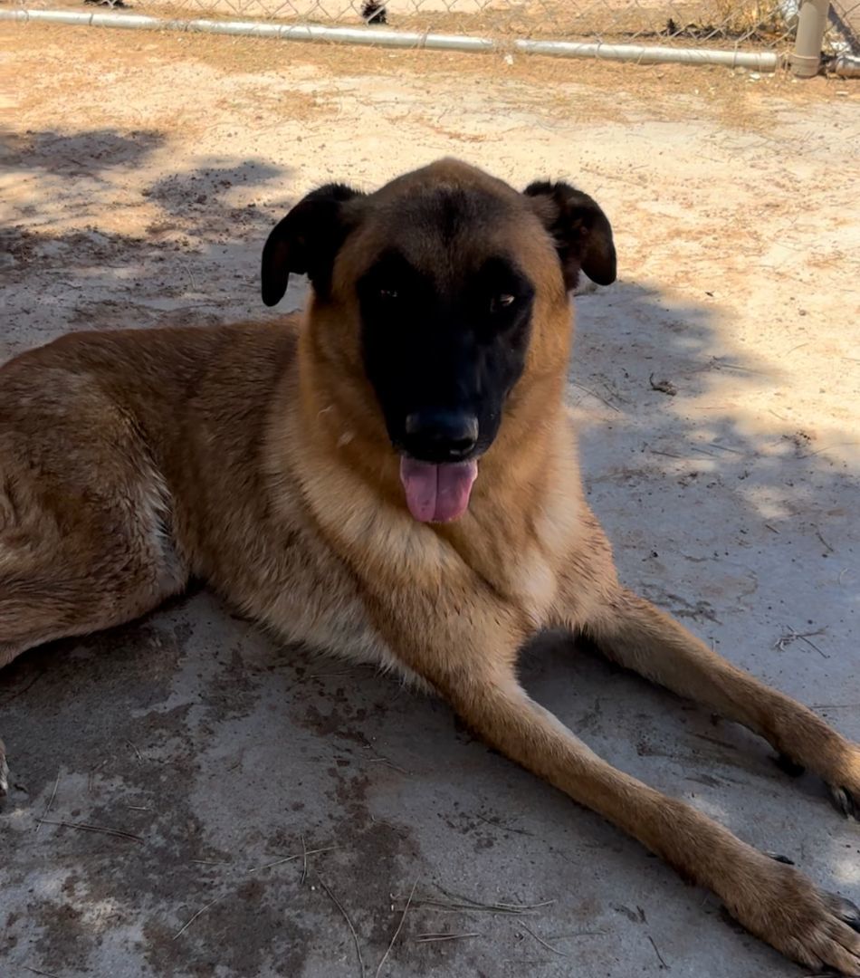 Enlarge Kona, a Adoptable mixed breed in El Paso, TX image 2/11