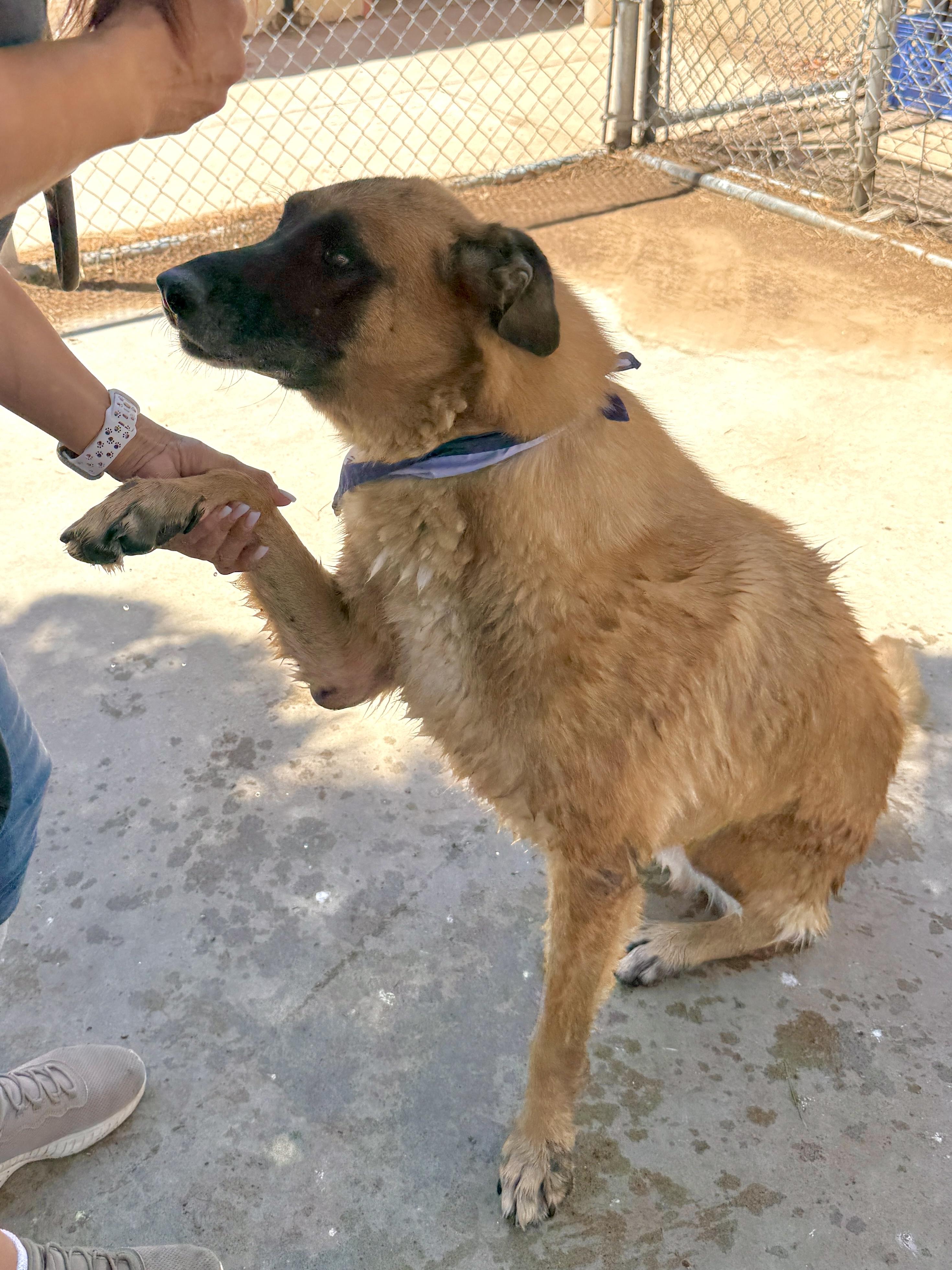 Enlarge Kona, a Adoptable mixed breed in El Paso, TX image 6/6