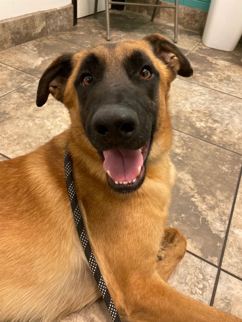 Enlarge Kona, a Adoptable mixed breed in El Paso, TX image 3/11