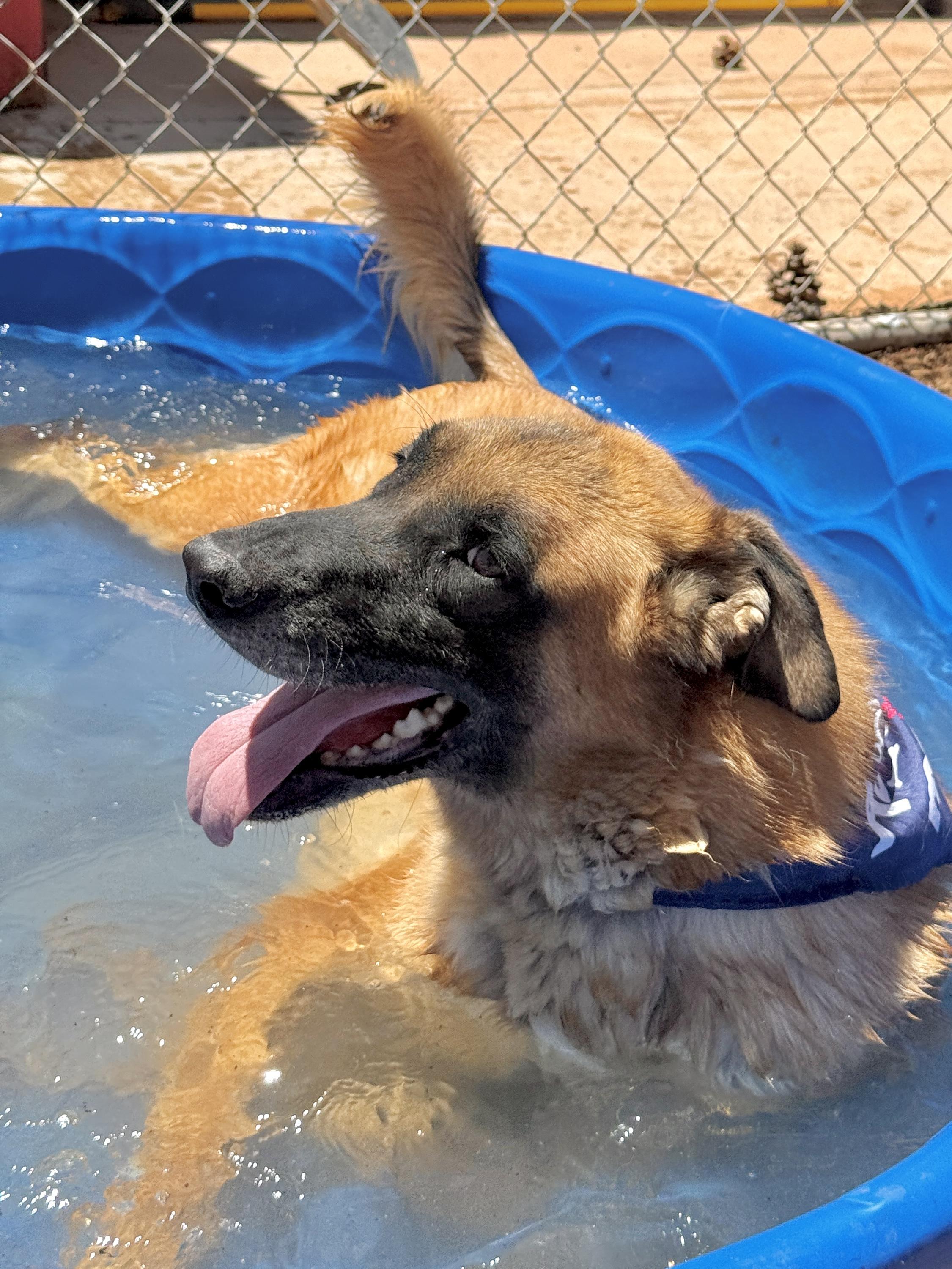 Enlarge Kona, a Adoptable mixed breed in El Paso, TX image 3/6
