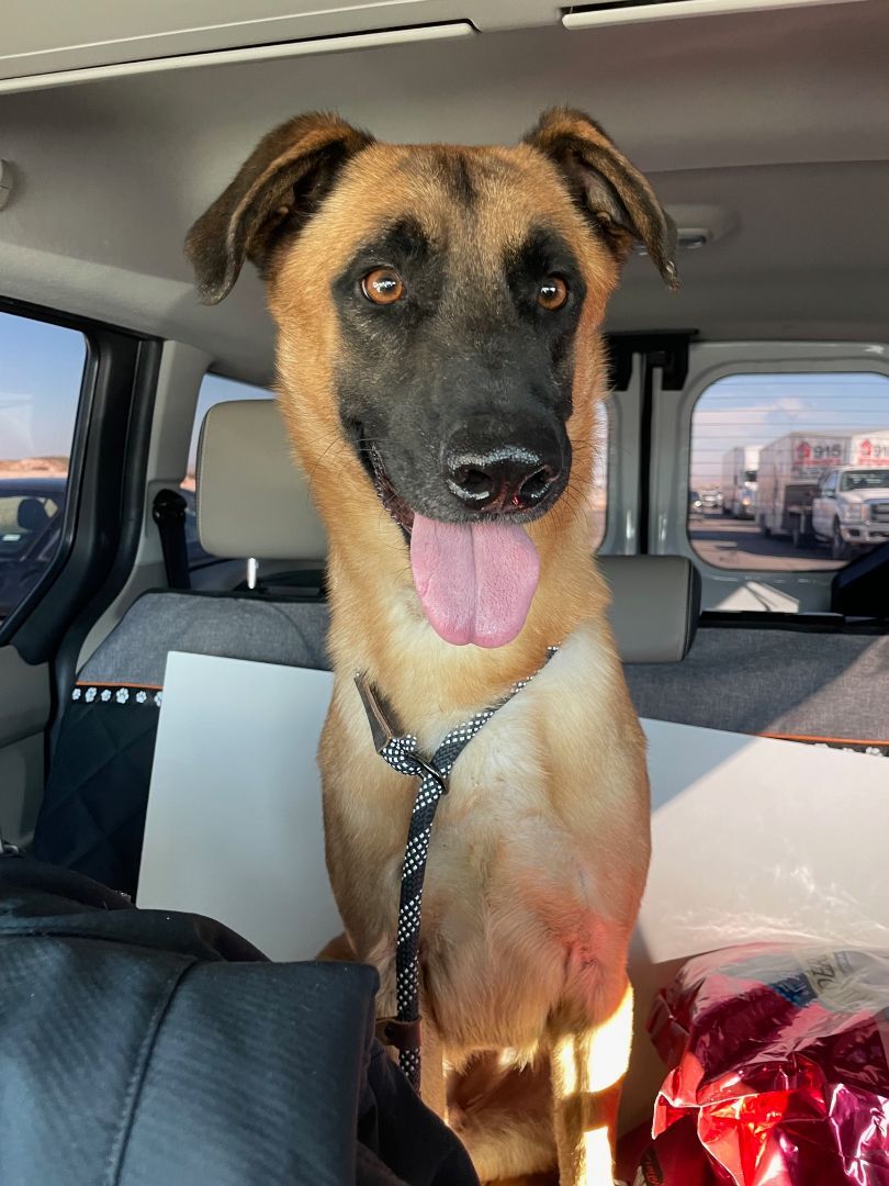 Enlarge Kona, a Adoptable mixed breed in El Paso, TX image 4/11