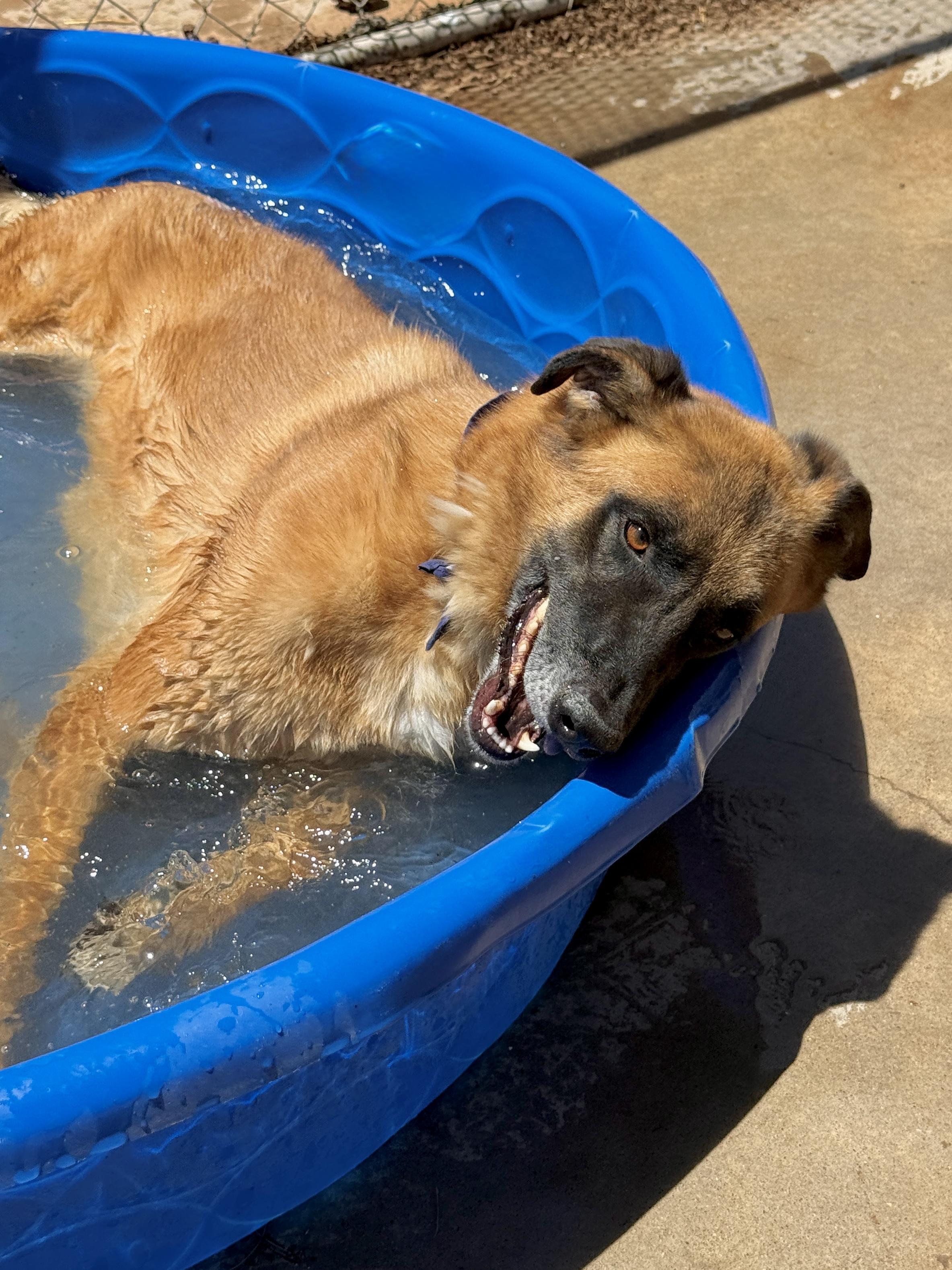 Enlarge Kona, a Adoptable mixed breed in El Paso, TX image 2/6