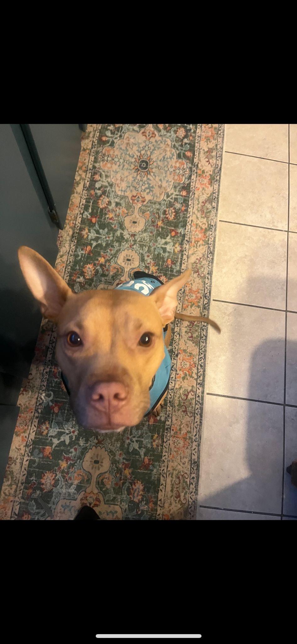 Enlarge Belle, an adopted mixed breed in Yonkers, NY image 3/3