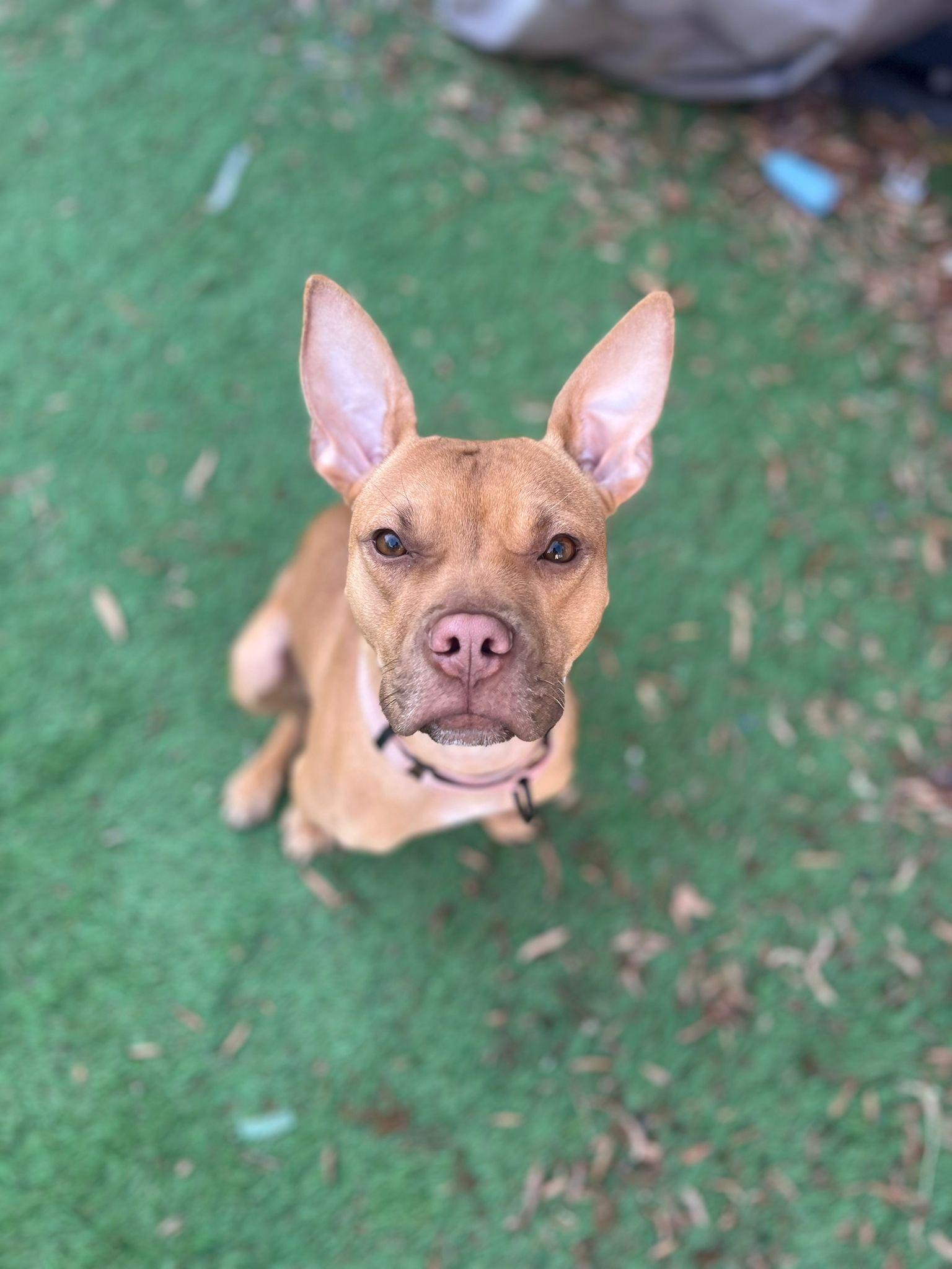 Enlarge Belle, an adopted mixed breed in Yonkers, NY image 2/3