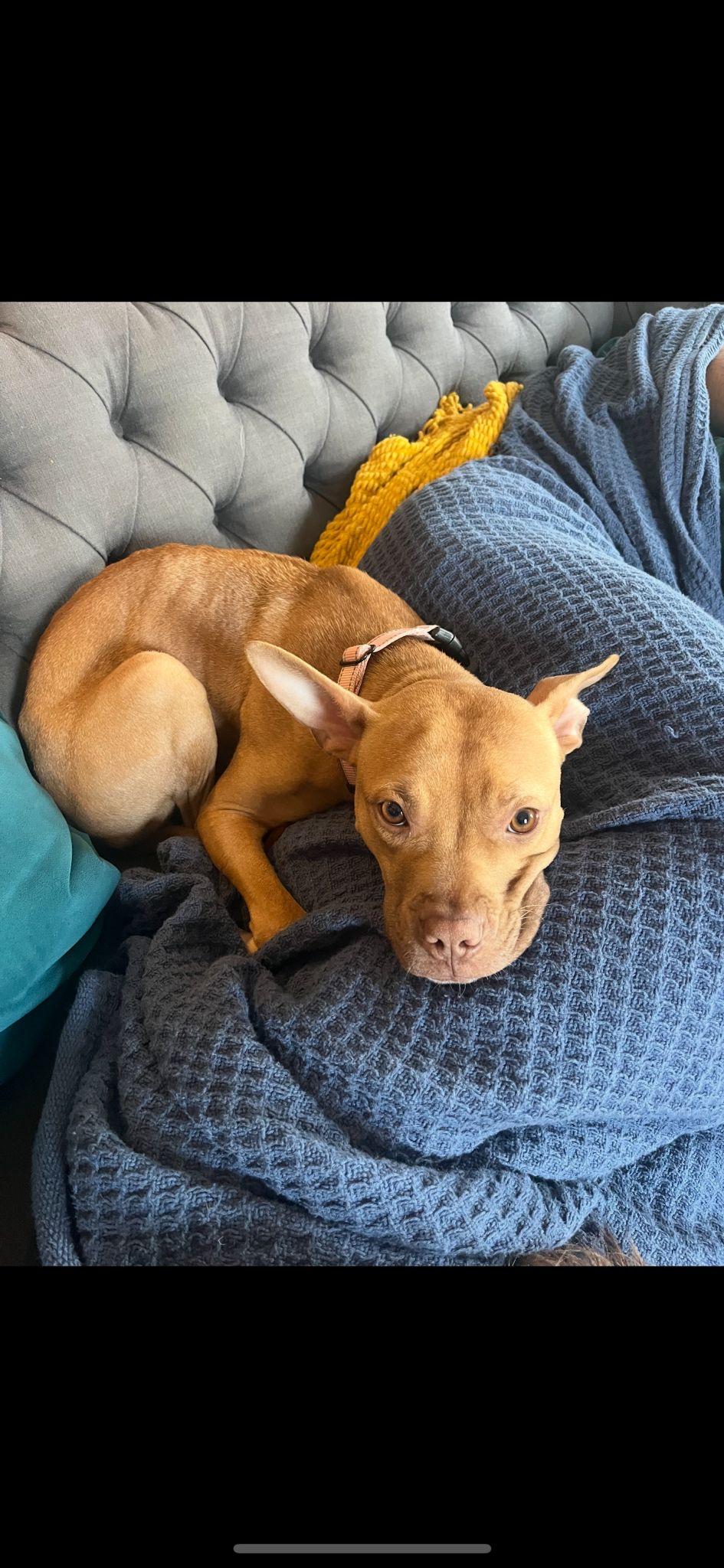 Enlarge Belle, an adopted mixed breed in Yonkers, NY image 1/3