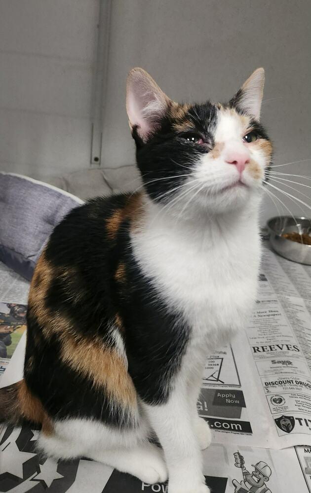 Enlarge ELIANA @ PETSMART IN JACKSON, a Adoptable mixed breed in Lexington, TN image 1/1