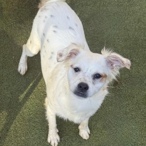 Enlarge AYLESBURY, a Adoptable mixed breed in arlington, TN image 3/5