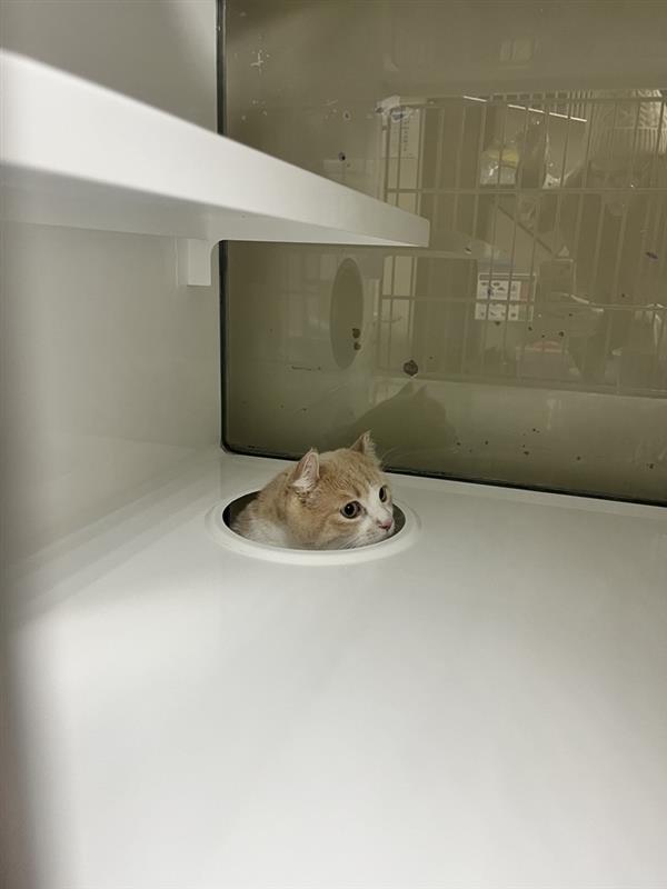 Enlarge Chicken, a Adoptable mixed breed in Saint Paul, MN image 1/2