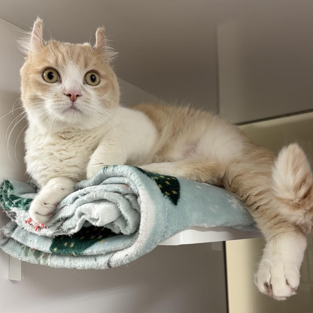 Enlarge Chicken, a Adoptable mixed breed in Saint Paul, MN image 2/2