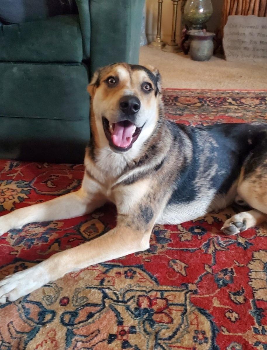 Sky, Adoptable, Adult Male Shepherd.
