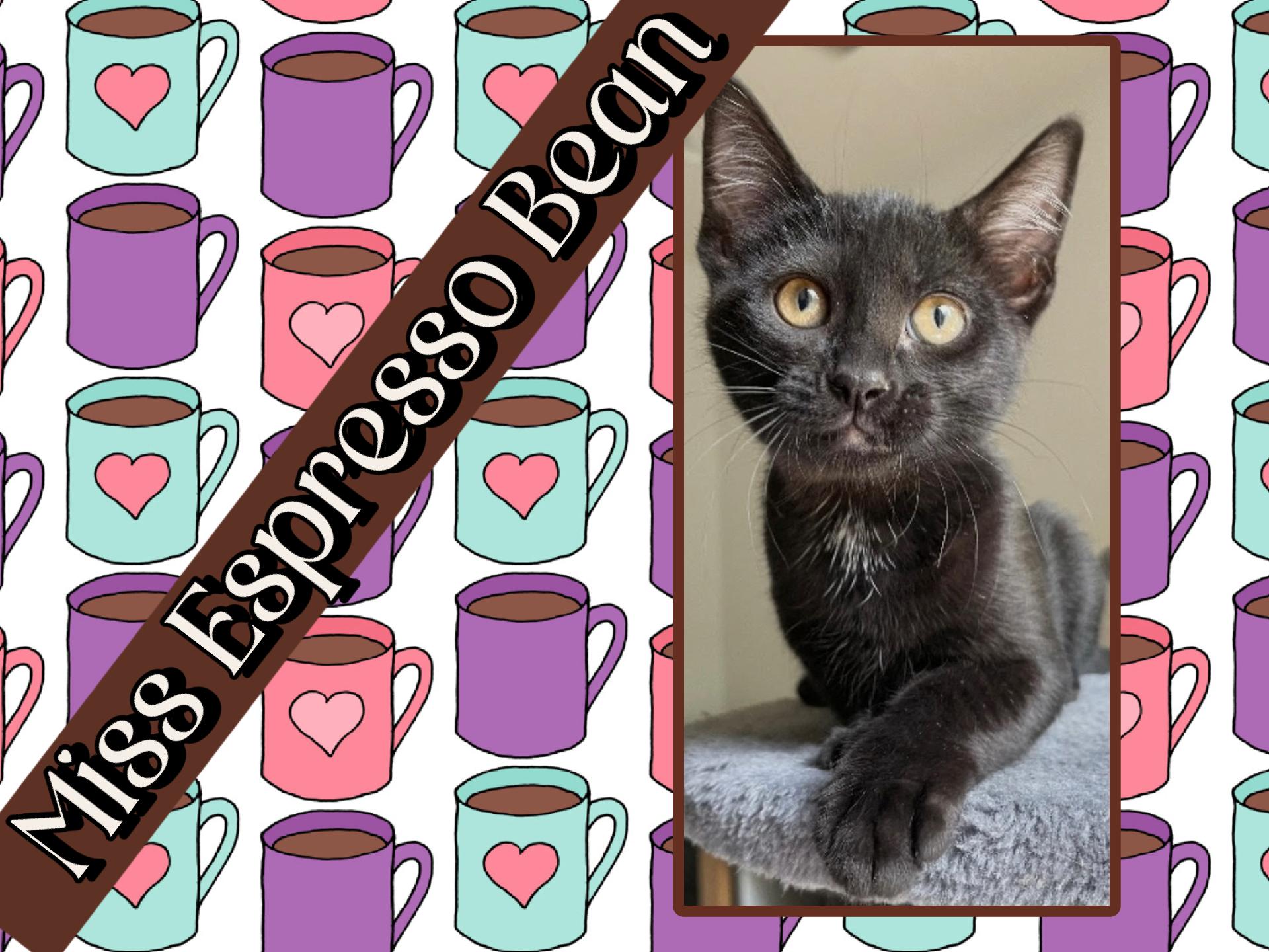 Espresso, adopted, Young Female Domestic Short Hair.