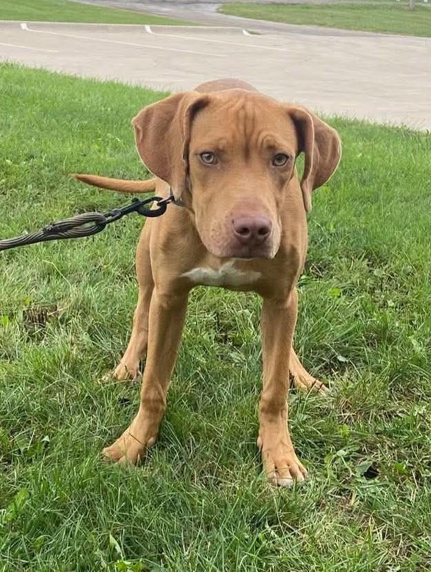 Enlarge Jackson, a Adoptable mixed breed in Maryville, MO image 2/3