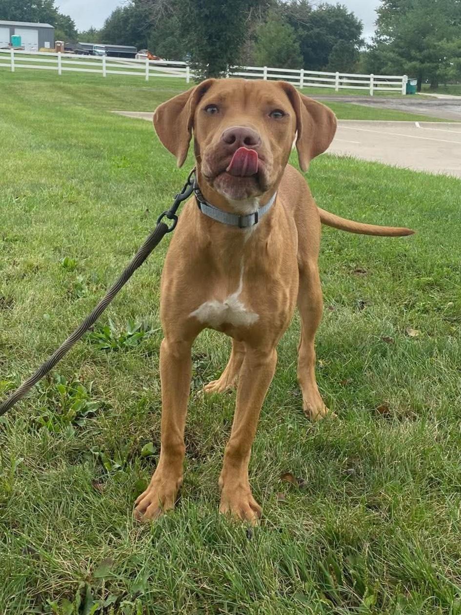 Jackson, Adoptable, Young Male Hound.