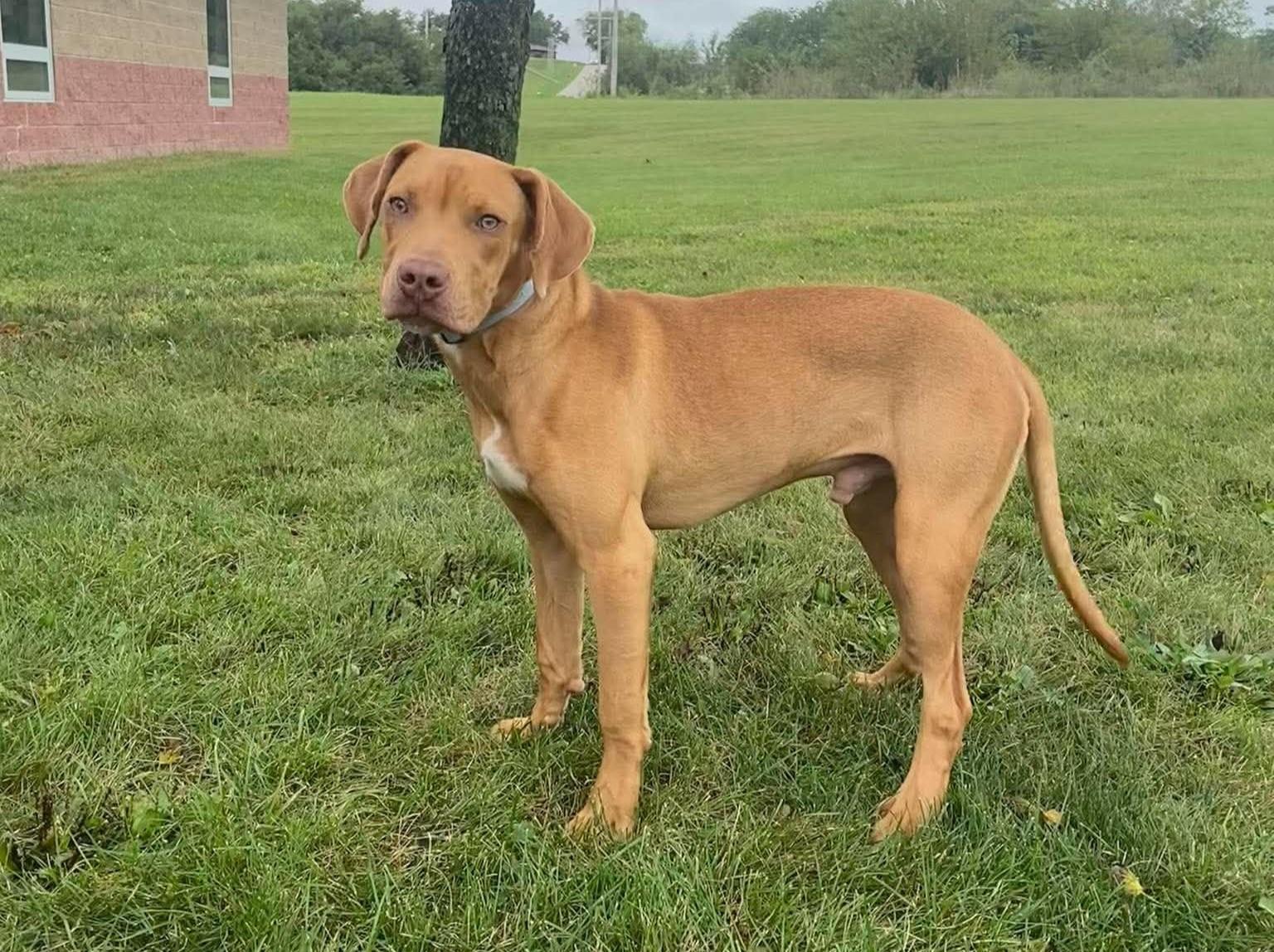 Enlarge Jackson, a Adoptable mixed breed in Maryville, MO image 3/3