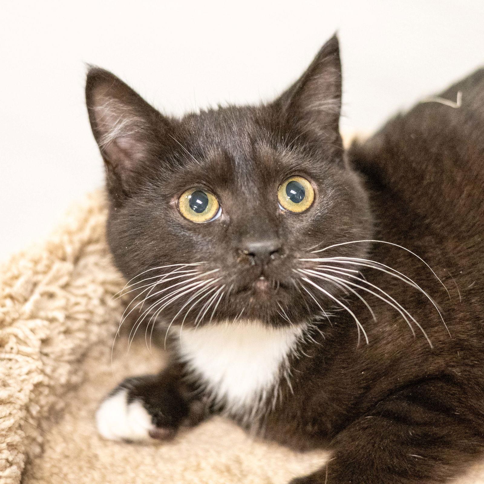 Enlarge Juanita, a Adoptable Domestic Short Hair in Hilton Head Island, SC image 2/2