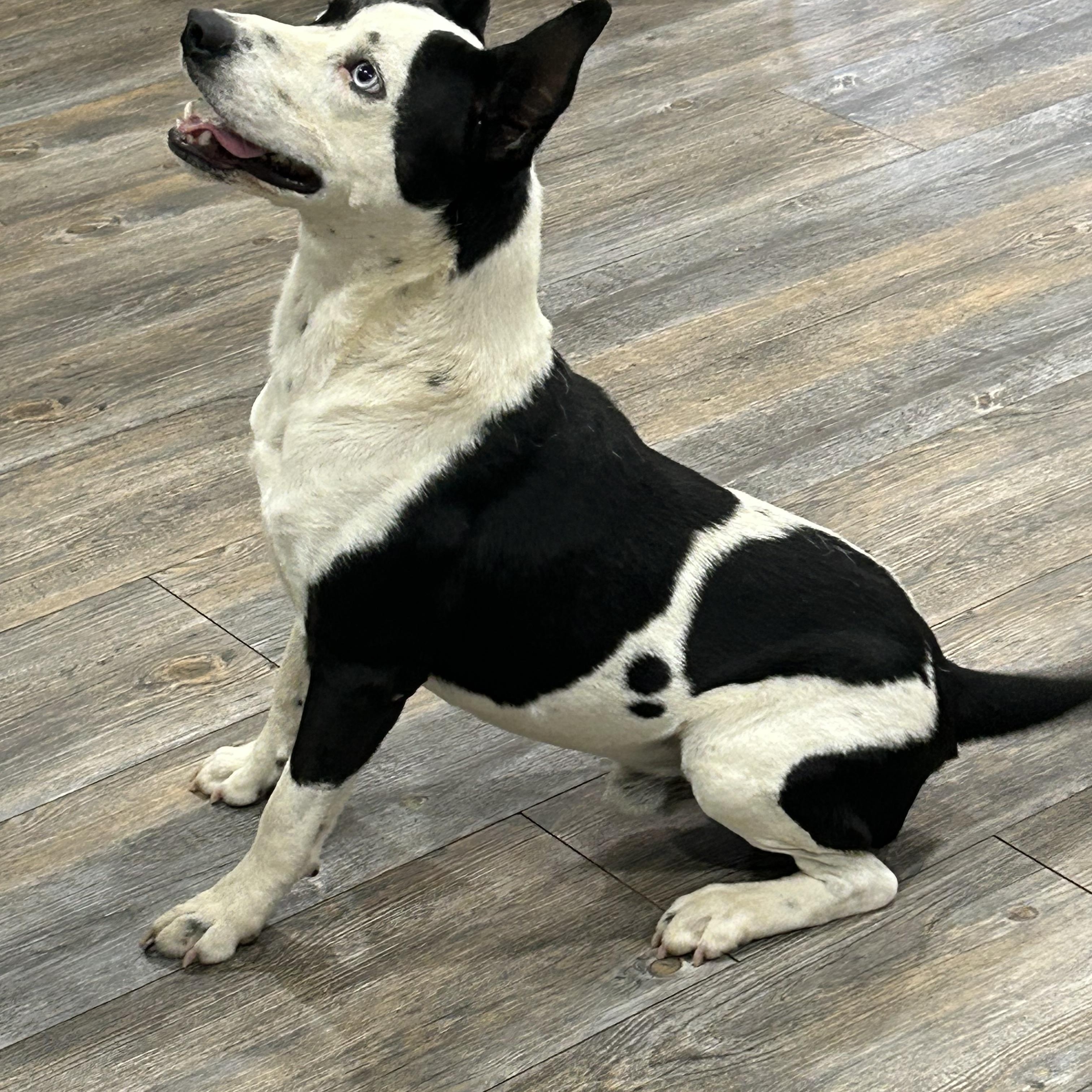 Remey. - 37 lbs, Adoptable, Young Male Australian Cattle Dog / Blue Heeler.