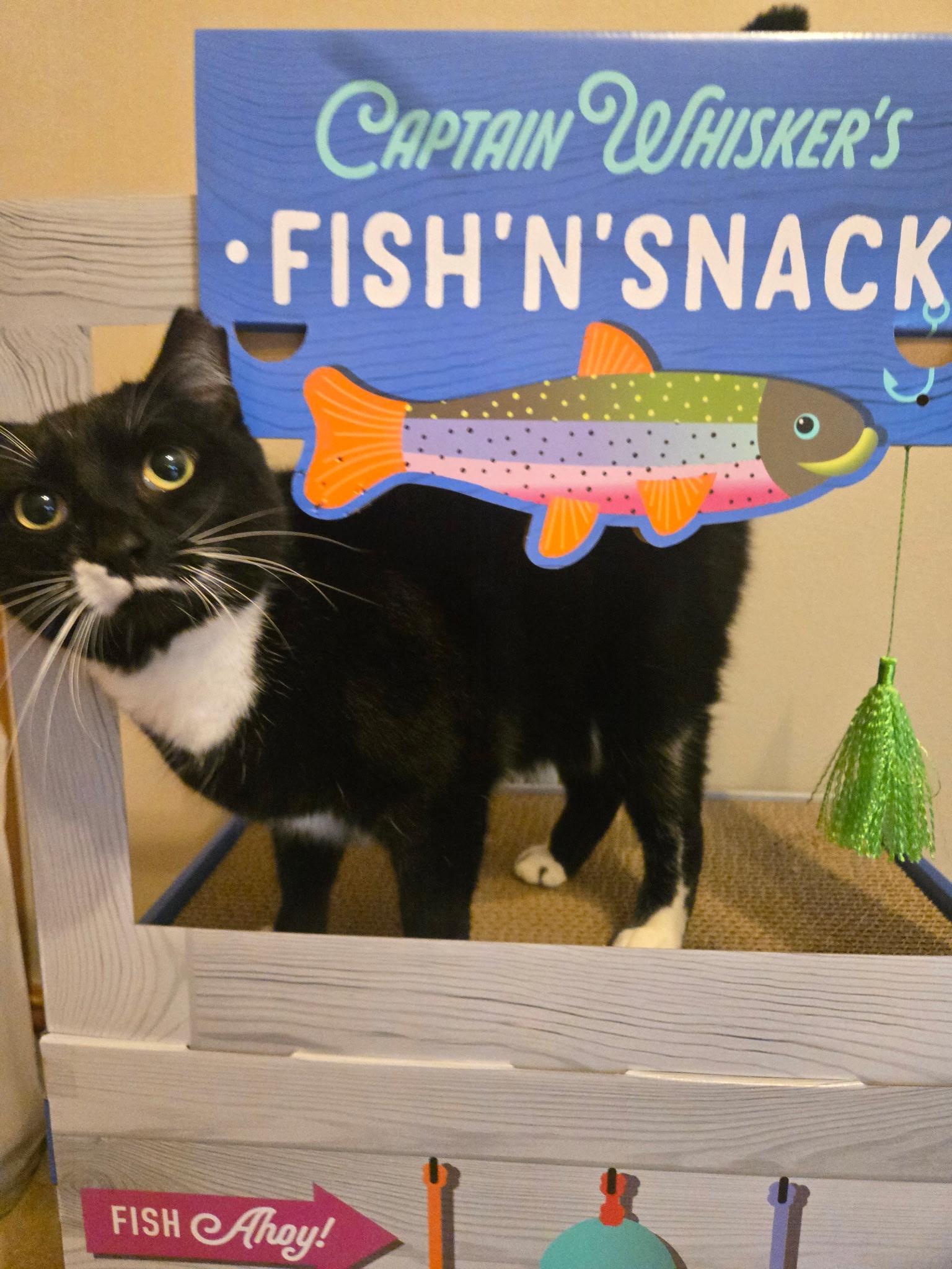 Enlarge Foxy, a Adoptable mixed breed in Farmington, CT image 2/4