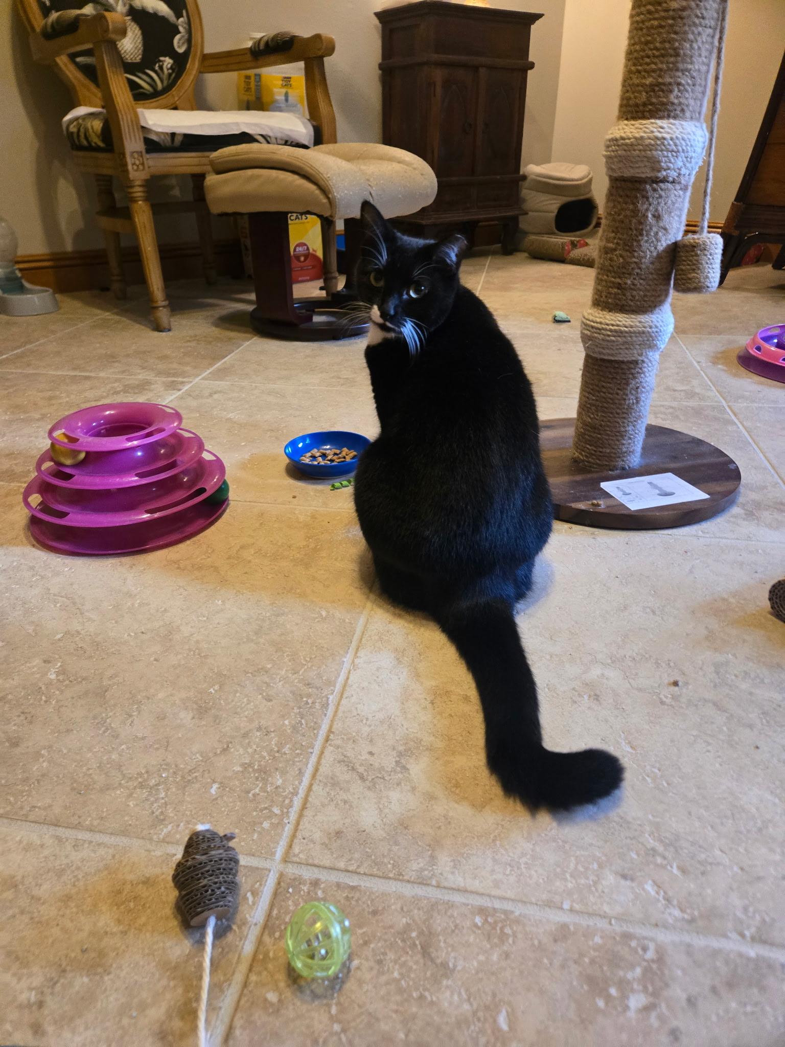 Enlarge Foxy, a Adoptable mixed breed in Farmington, CT image 4/4