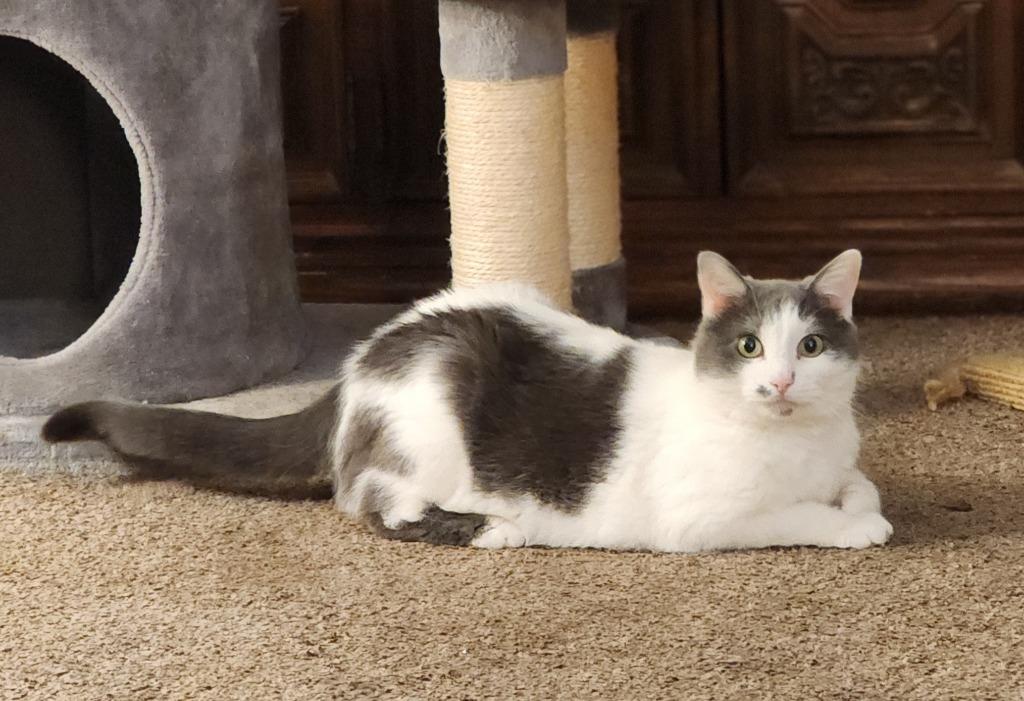 Enlarge Mickey, a Adoptable mixed breed in Great Bend, KS image 1/1