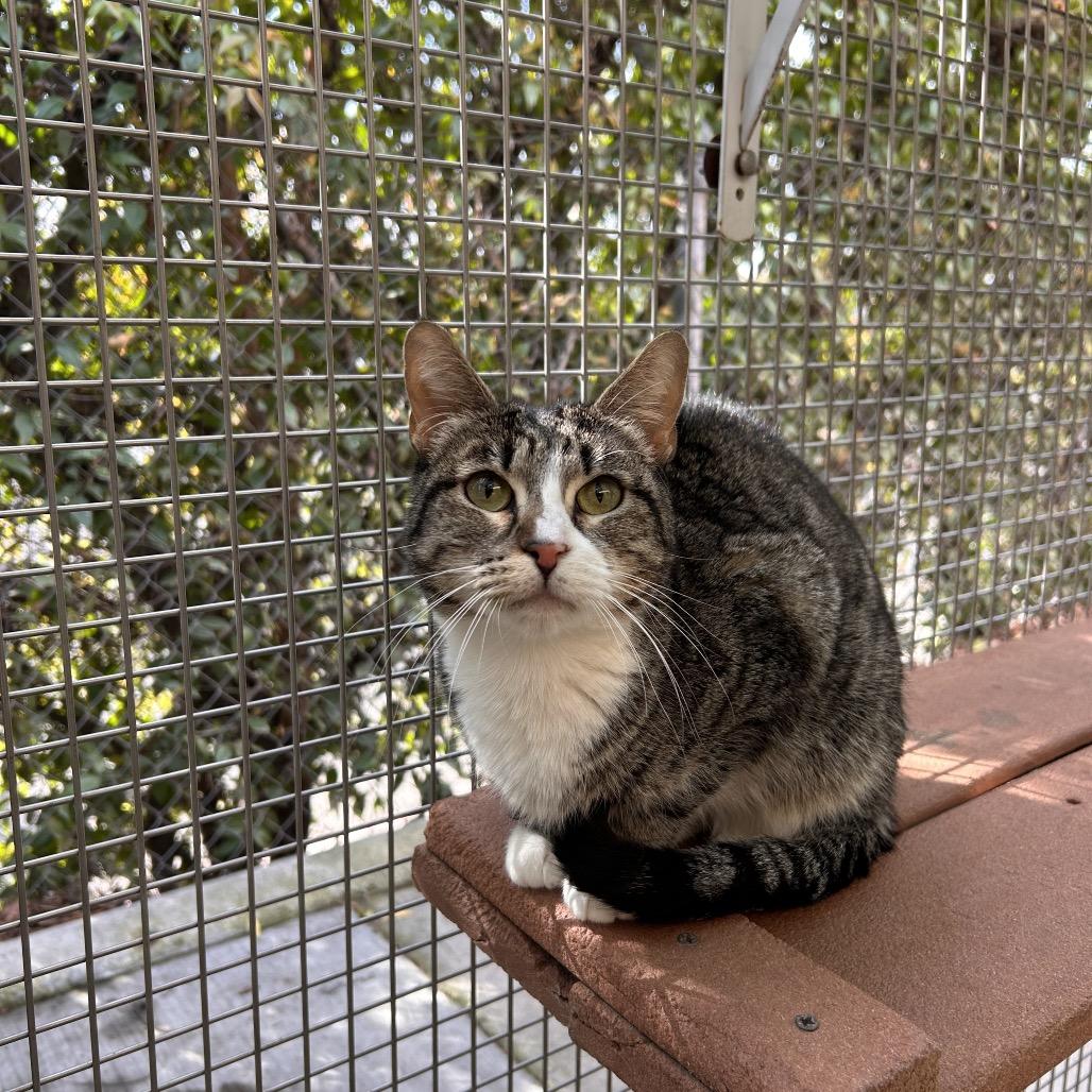 Bougee, Adoptable, Adult Female Domestic Short Hair.