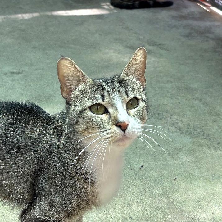 Bougee, Adoptable, Adult Female Domestic Short Hair.