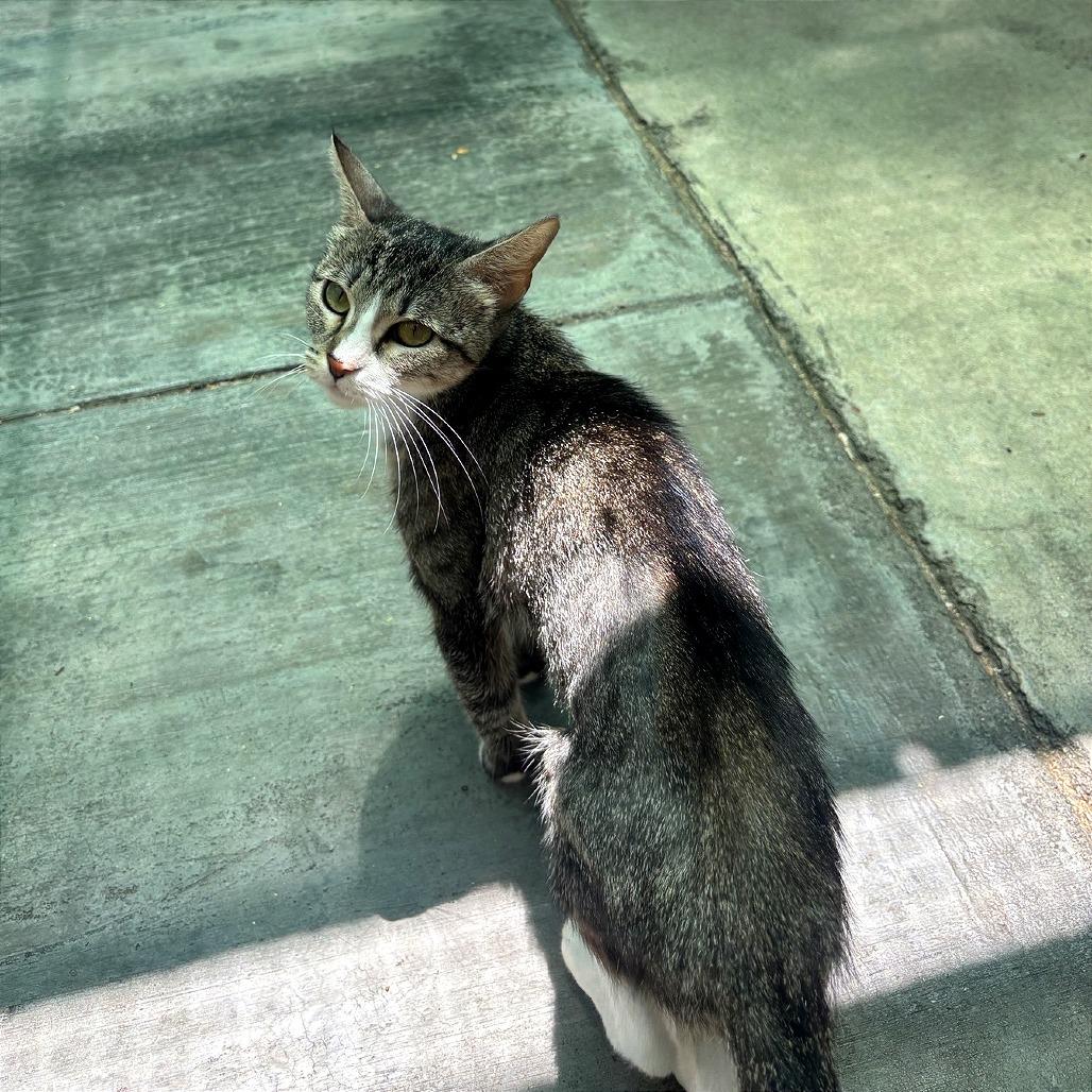 Enlarge Bougee, a Adoptable Domestic Short Hair in Fresno, CA image 2/3