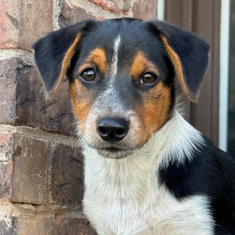 BAILEY BRATWURST, a Adoptable mixed breed in lawton, OK image 1/6