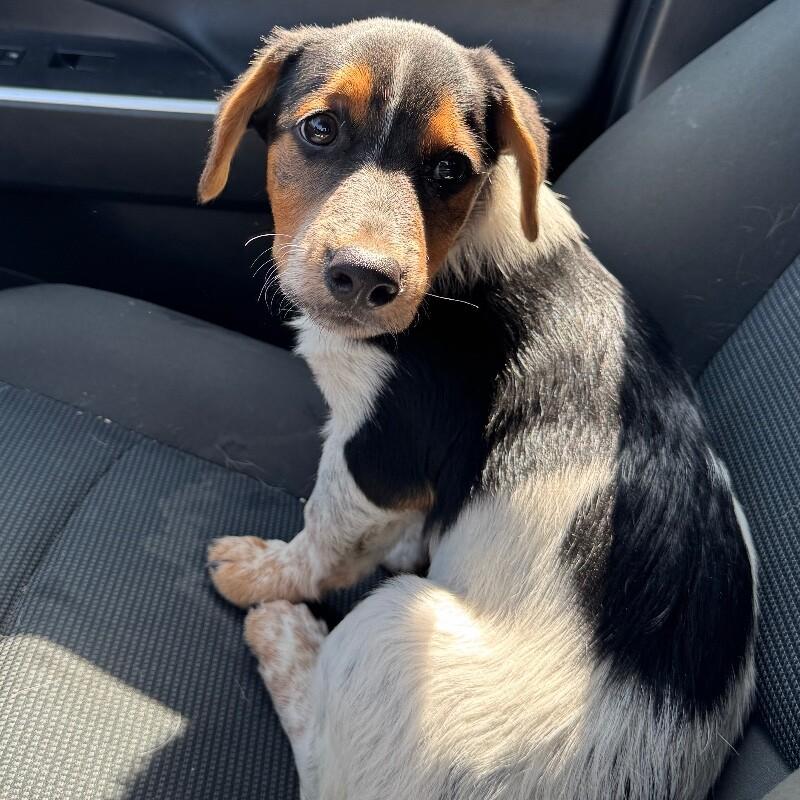 BAILEY BRATWURST, a Adoptable mixed breed in lawton, OK image 2/6
