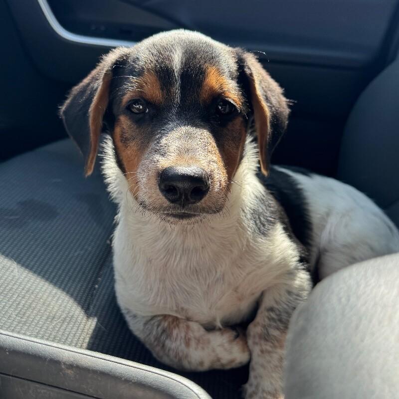 BAILEY BRATWURST, a Adoptable mixed breed in lawton, OK image 4/6