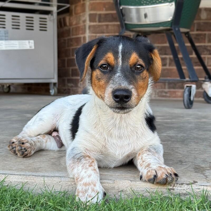 BAILEY BRATWURST, a Adoptable mixed breed in lawton, OK image 5/6