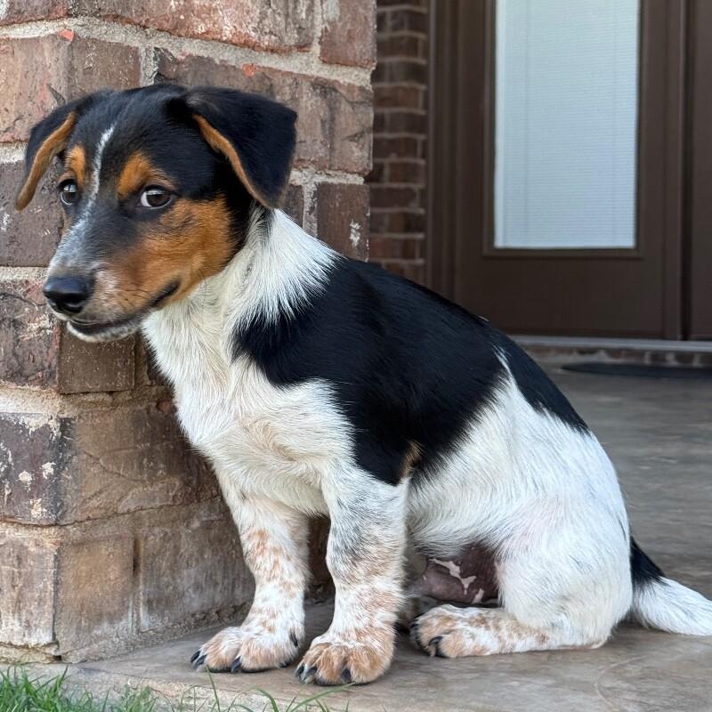 BAILEY BRATWURST, a Adoptable mixed breed in lawton, OK image 6/6