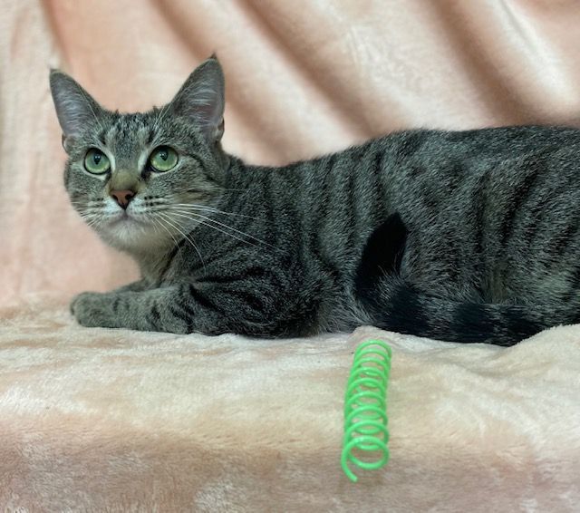 Kayleigh, a Adoptable Tabby in Charlotte, NC image 1/2